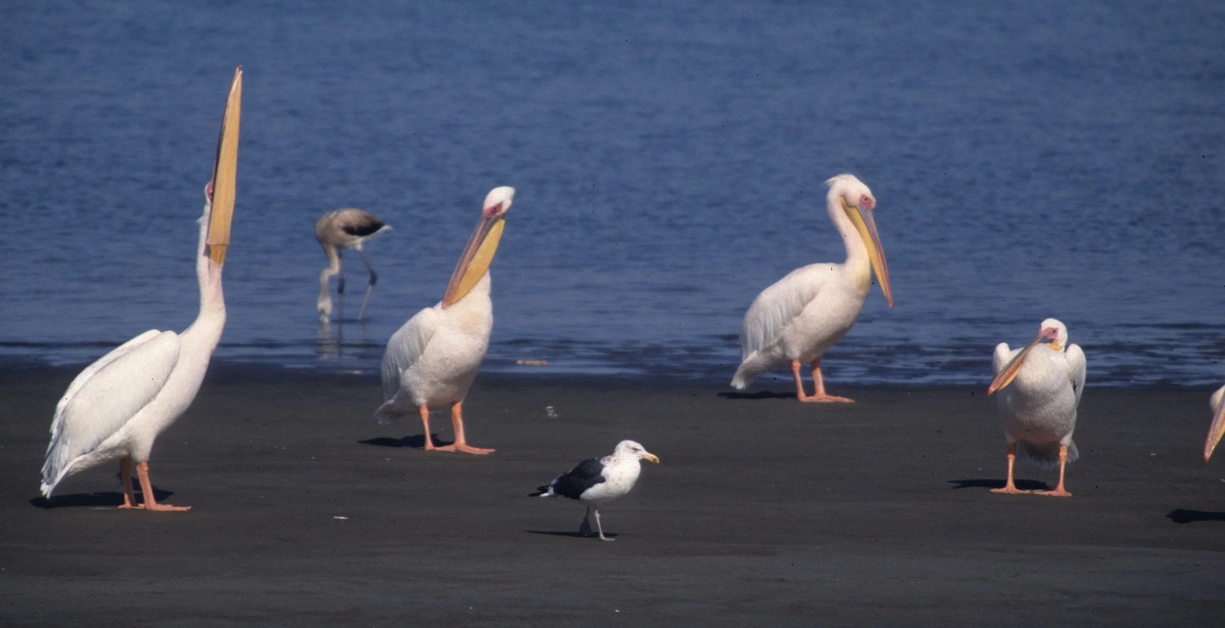 BIRDS - PELICAN - WHITE - NAMIBIA 8.jpg