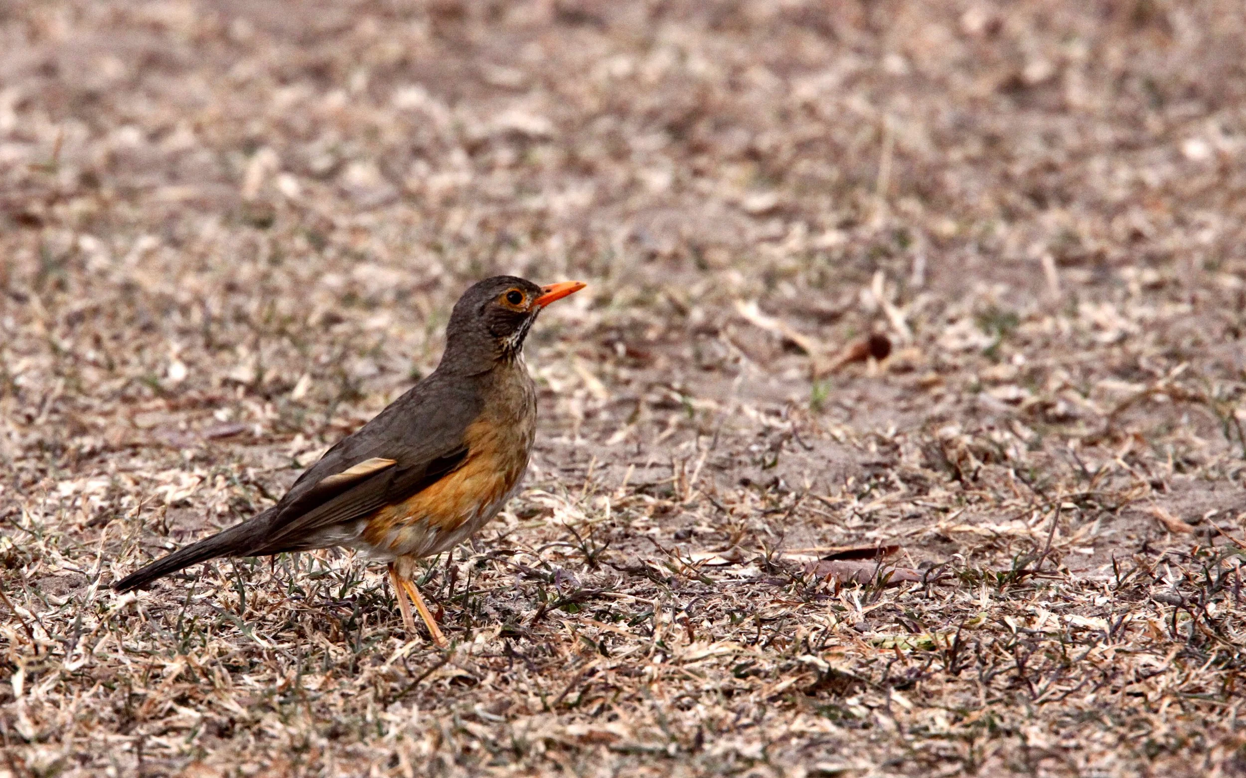 Kurrichane Thrush (Turdus libonyana) Saint Lucia Wetlands South Africa (2).JPG