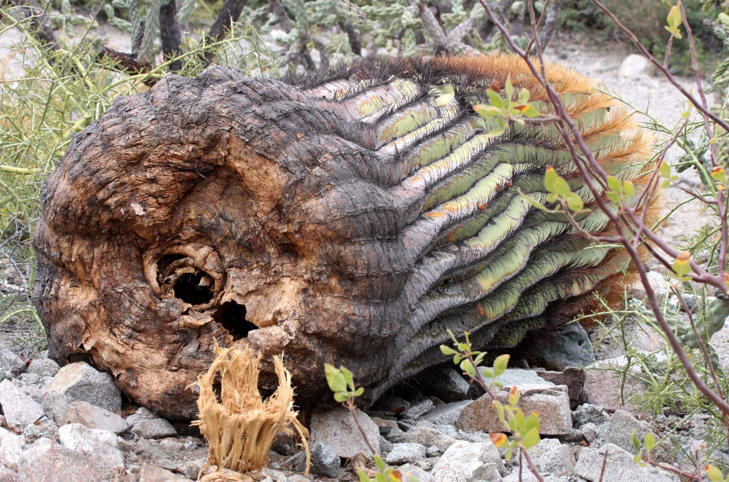 CACTACEAE - FEROCACTUS DIGUETII - BARREL CACTUS - ISLA SANTA CATALINA BAJA MEXIO (2).JPG