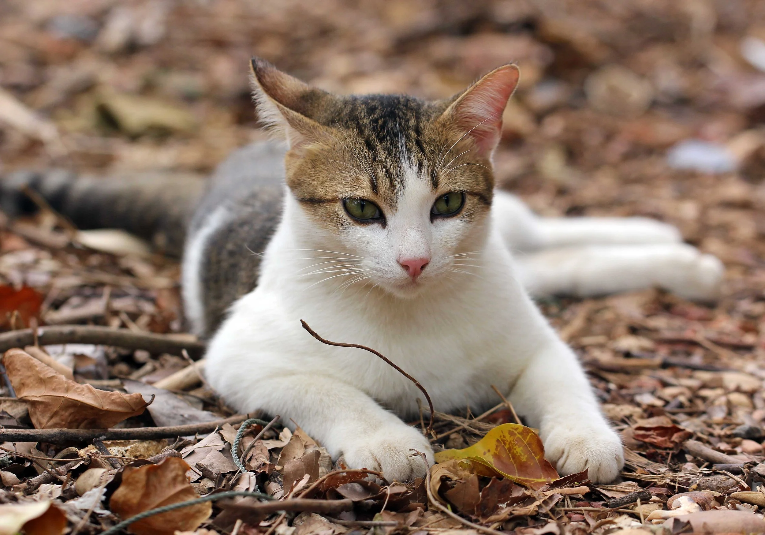 2015 Koh Lanta Songkran with friends from ISB (438).JPG