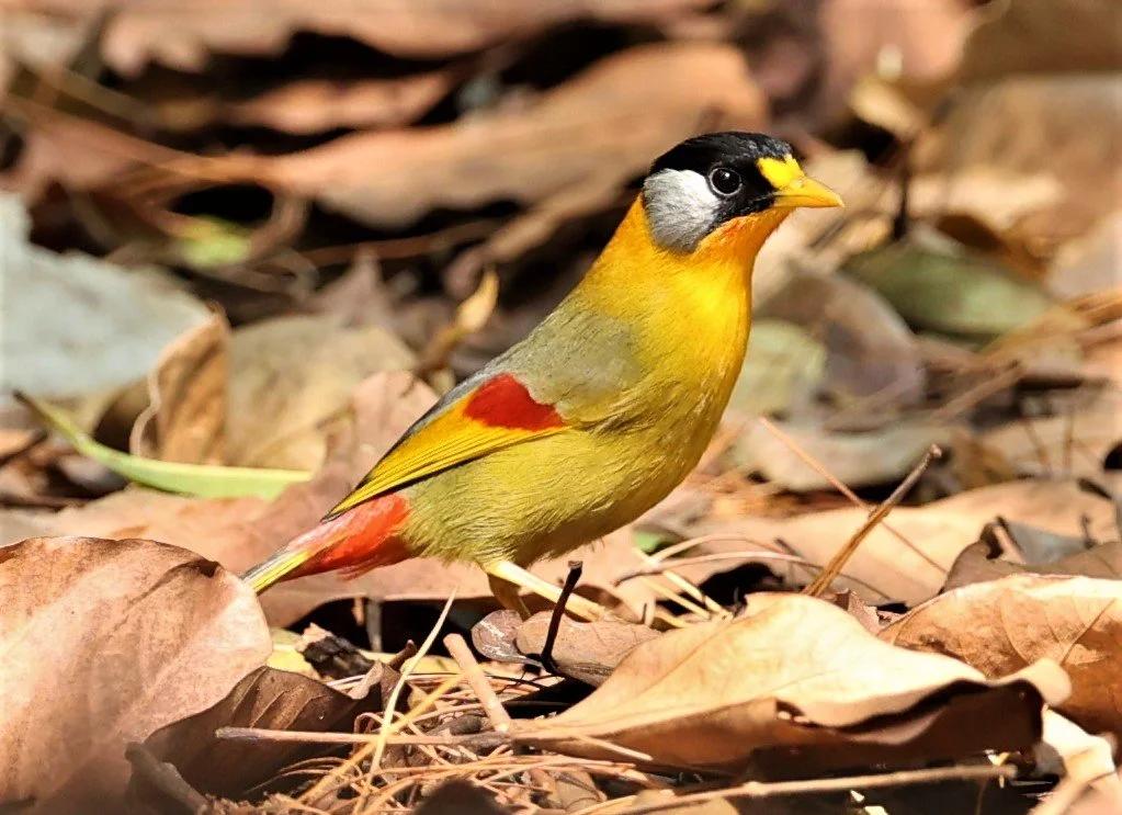 MESIA - SILVER-EARED MESIA - Leiothrix argentauris - DOI ANG KHANG CHIANG MAI FEB 2022 (43).jpg