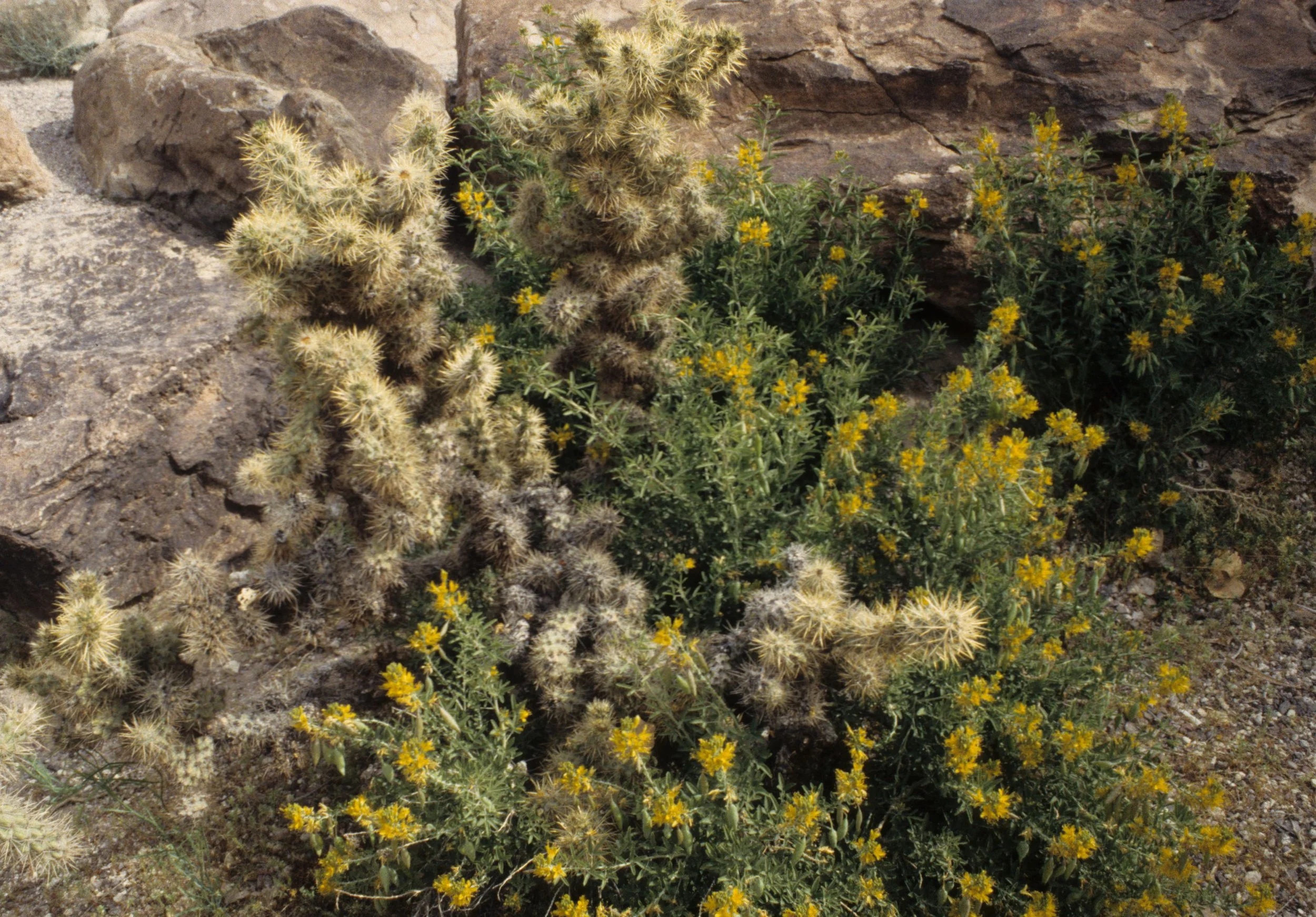 DEATH VALLEY - CACTUS - OPUNTIA ECHINOCARPA.jpg
