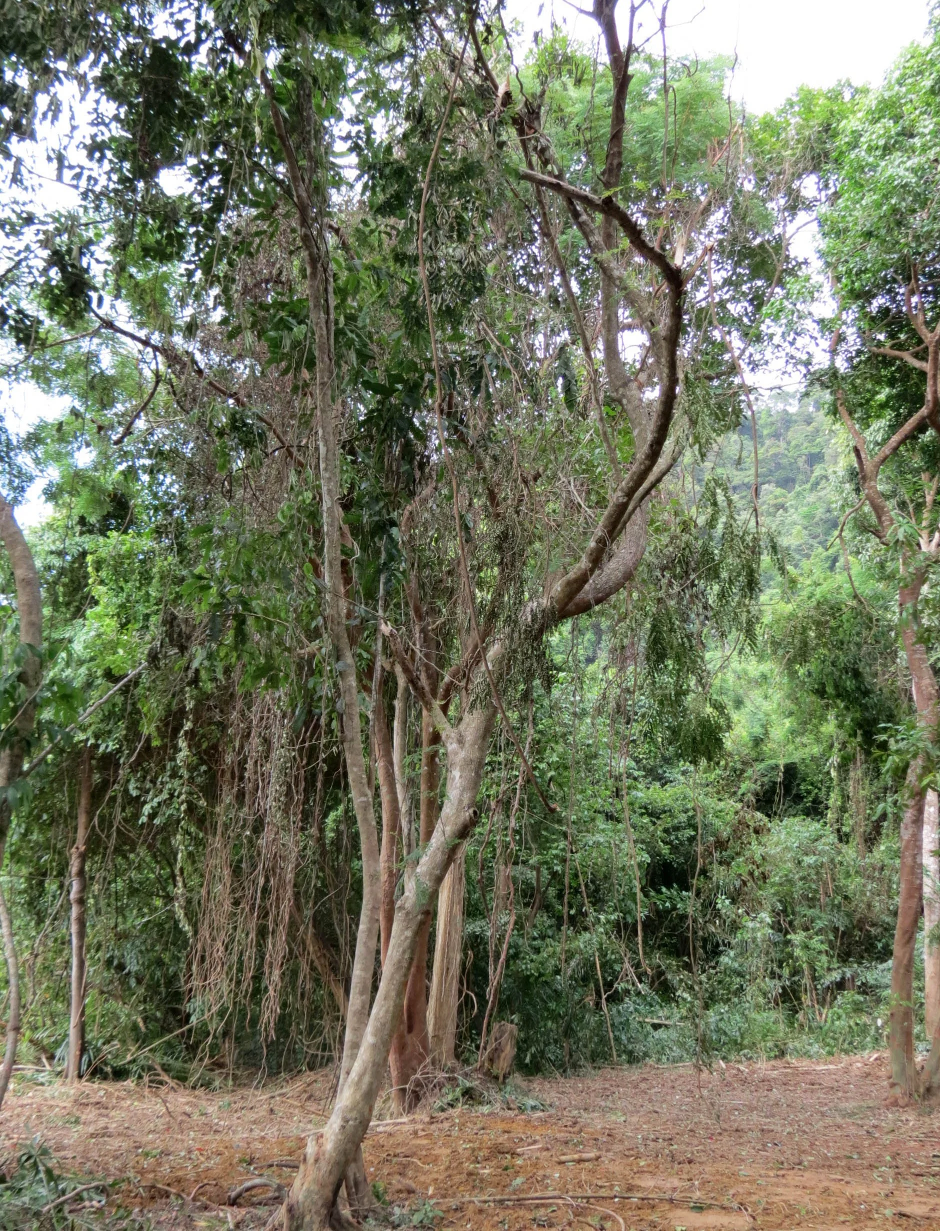 2014 Koh Lanta Build (38).JPG