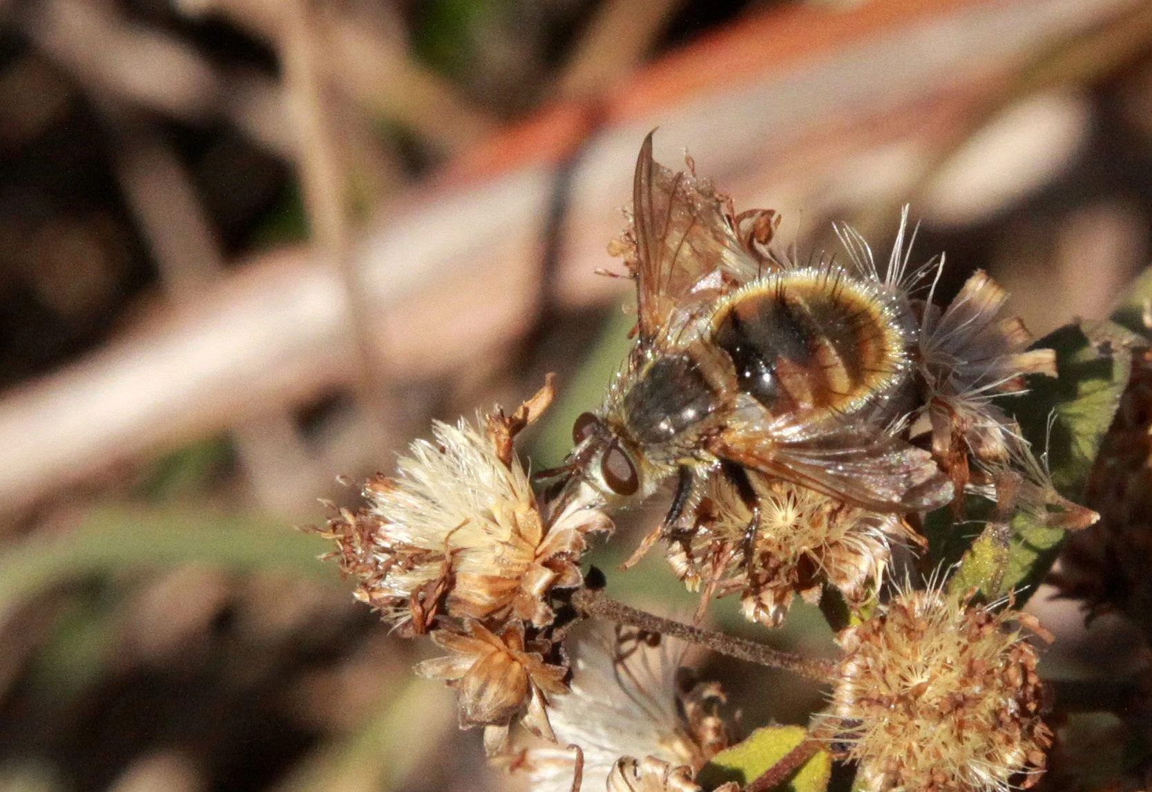 Syrphidae species - Meishuashan - Fujian China (4).JPG