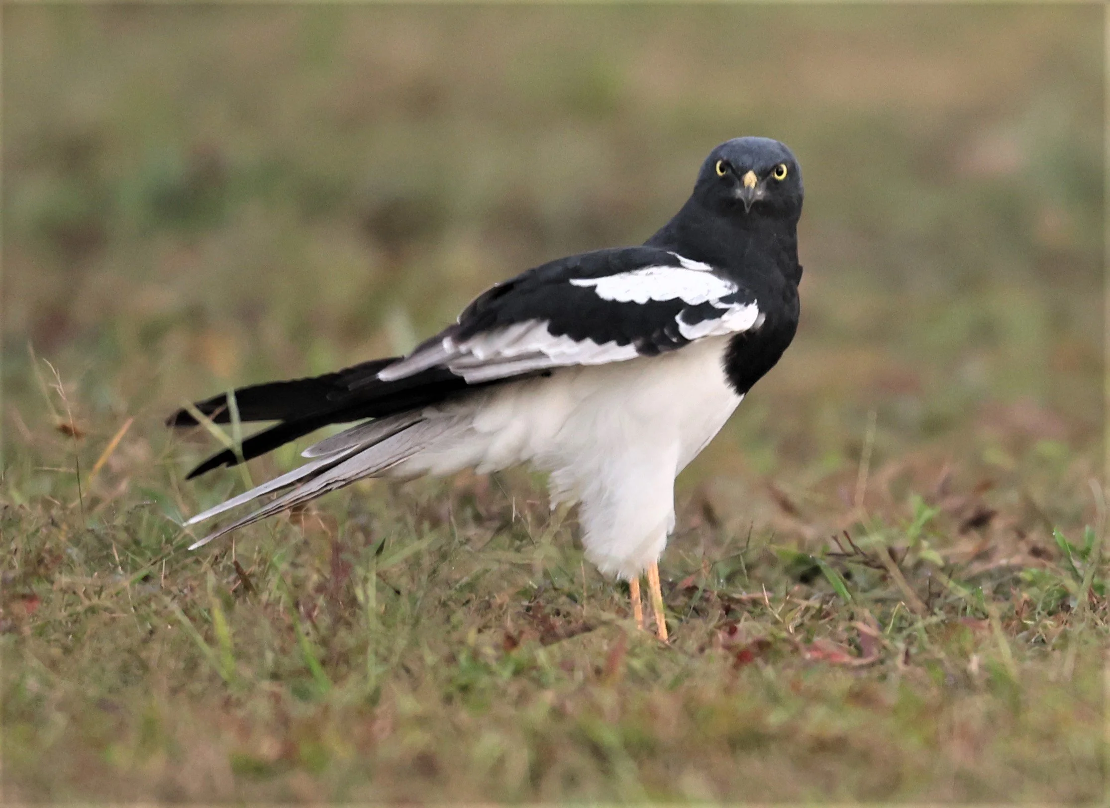 HARRIER - PIED HARRIER - Circus melanoleucos - YONOK CHIANG SAEN CHIANG RAI - ROOST (91).JPG