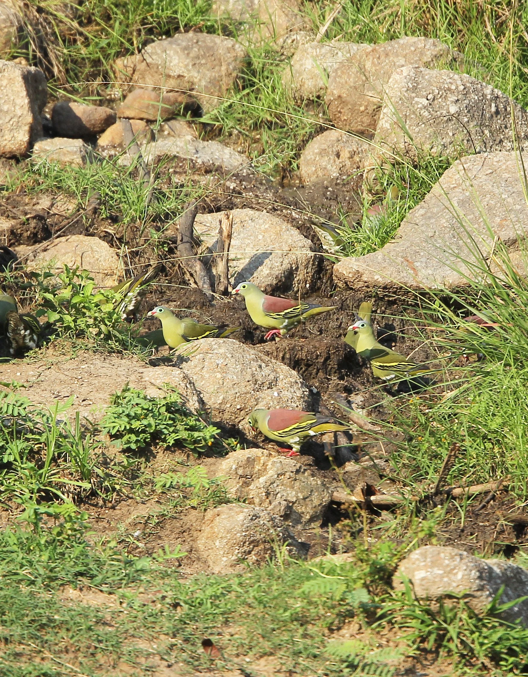 Thick-billed Green Pigeon (Treron curvirostra) Khao Ban Dai Huai Kha Khaeng Nature Reserve Thailand (12).JPG