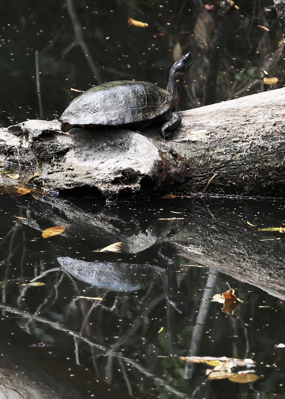 Giant Asian Pond Turtle (Heosemys grandis) Khao Yai National Park Feb 2026 Day 2 (2).jpg
