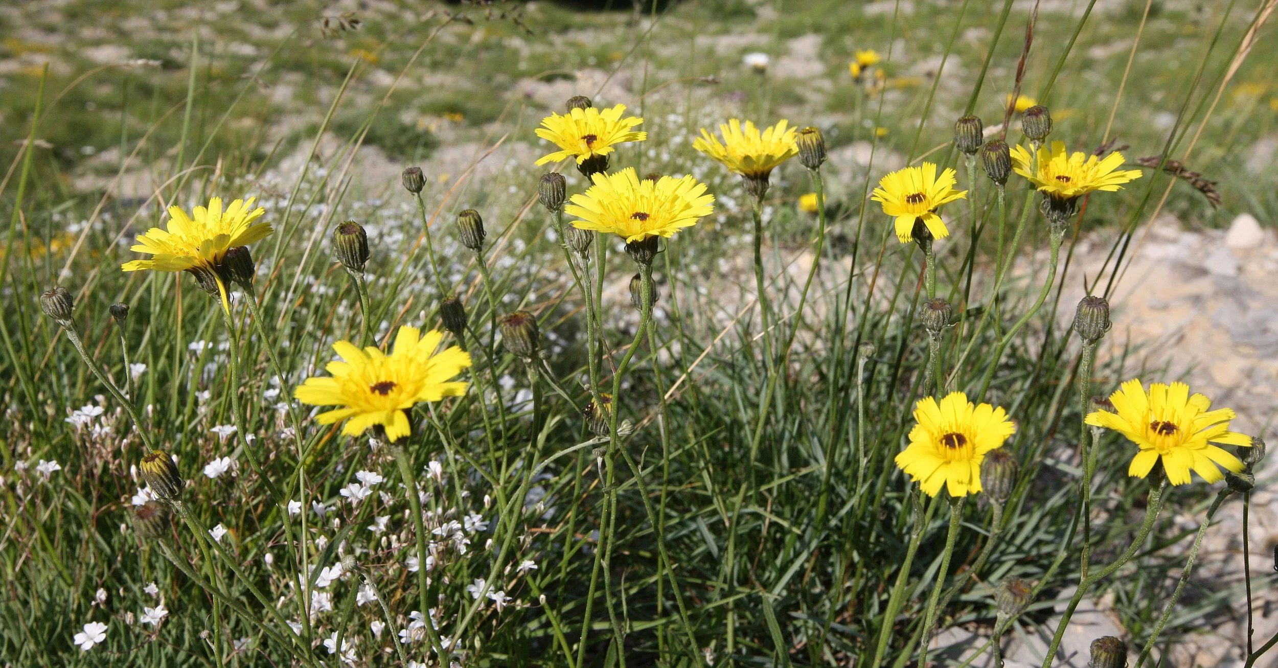 VERCORS NATIONAL PARK FRANCE (108).JPG