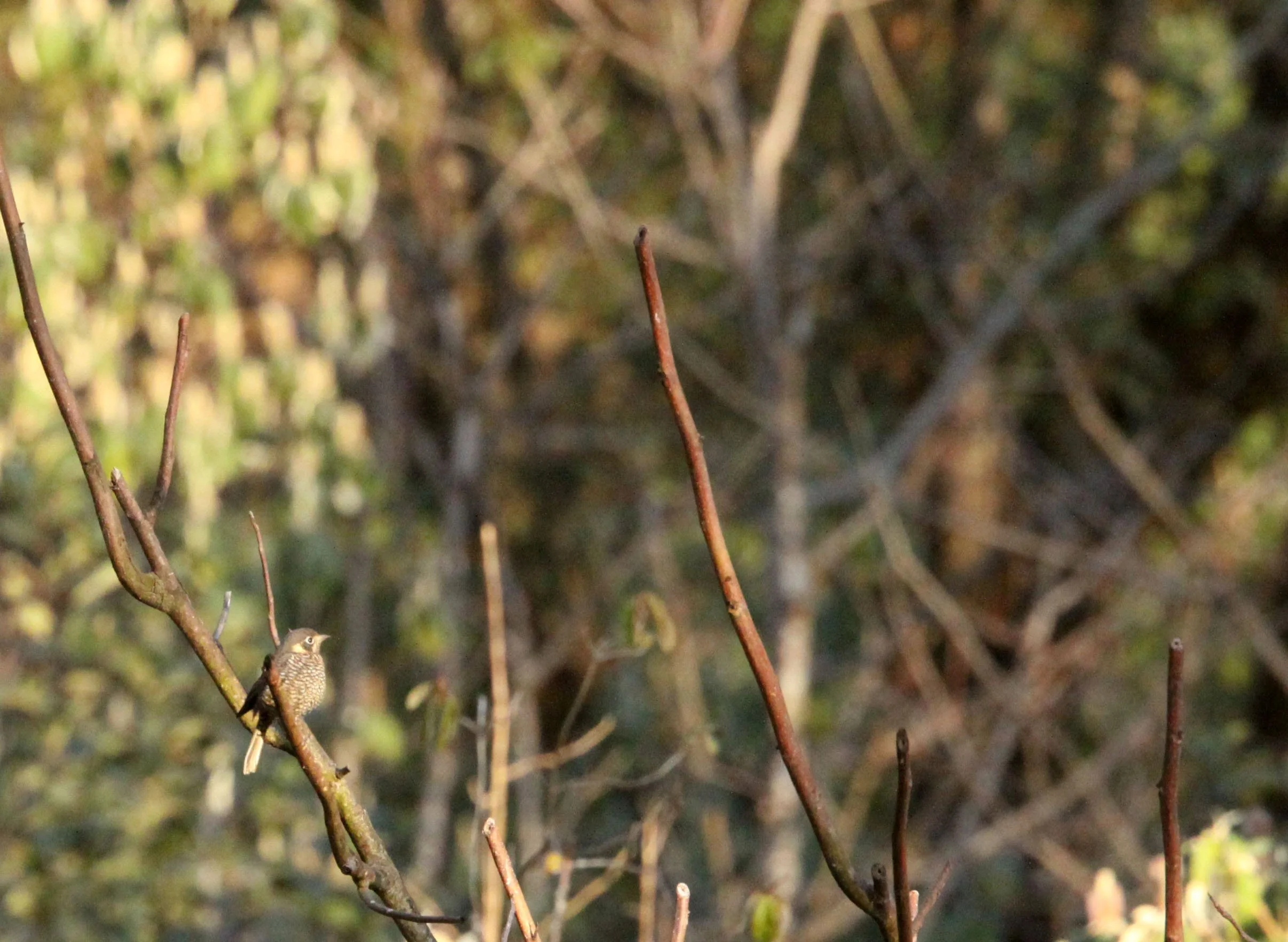 Alpine Thrush or Plain-backed Thrush (Zoothera mollissima) Wuliangshan ...
