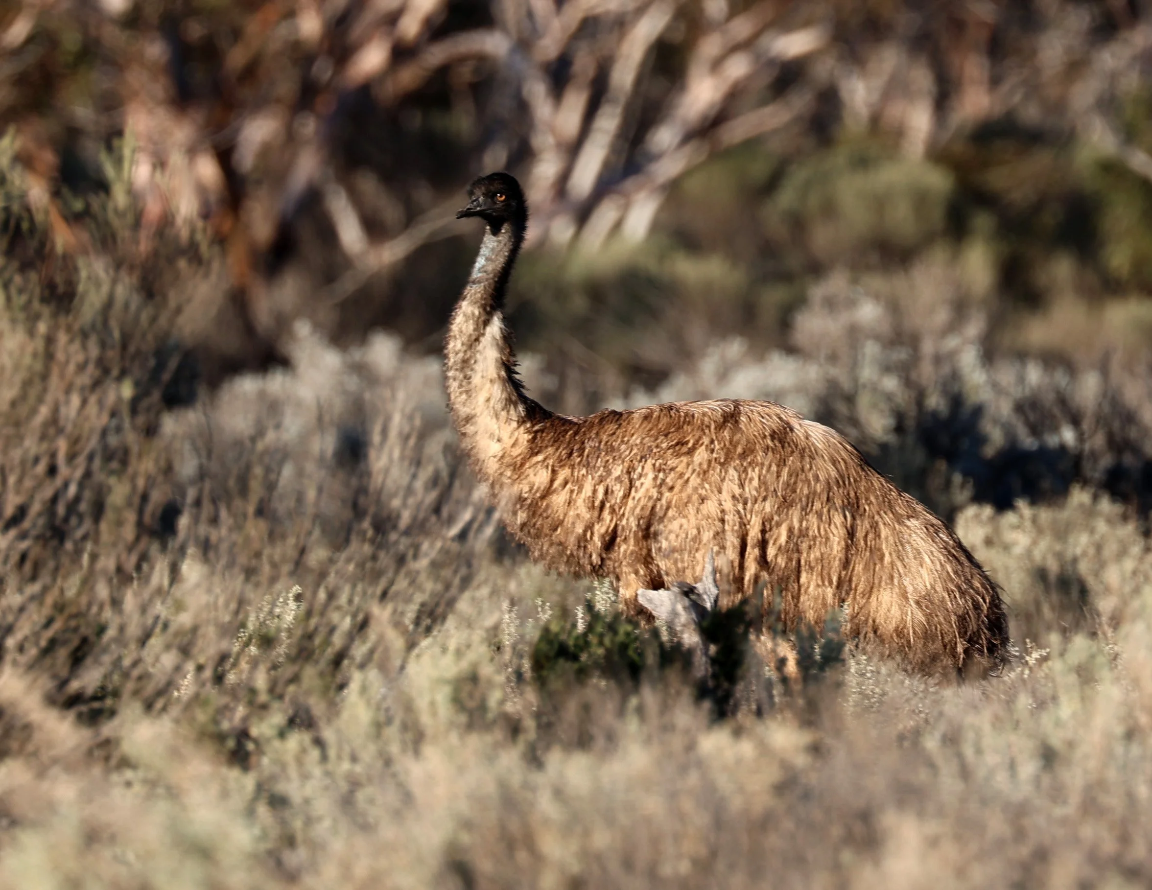 Emu (Dromaius novaehollandiae) Goyder Highway toward Warren Gorge - South Australia (26).jpg