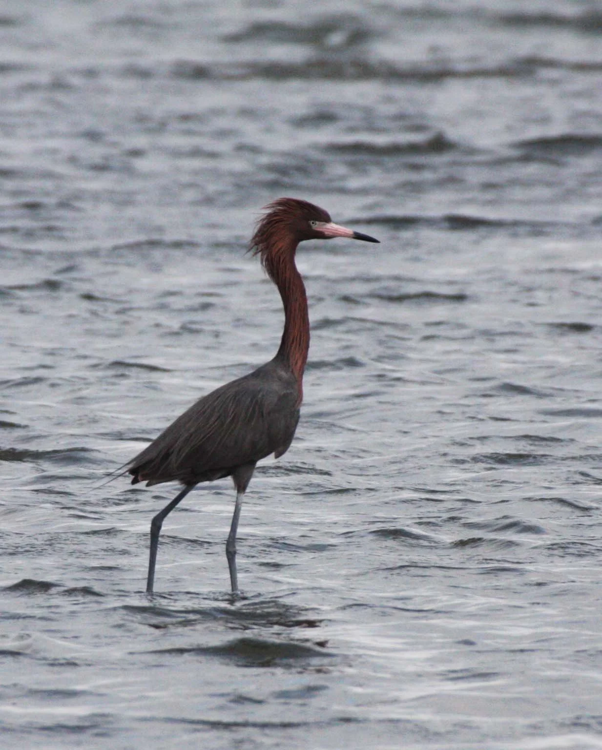 EGRET - REDDISH EGRET - Egretta rufescens - SAN IGNACIO LAGOON BAJA MEXICO (50).JPG