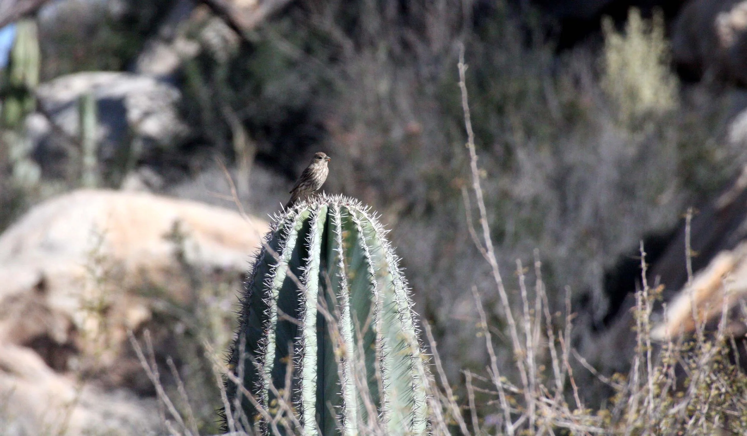 White-crowned Sparrow (Zonotrichia leucophrys) Catavina Desert Baja Mexico.JPG