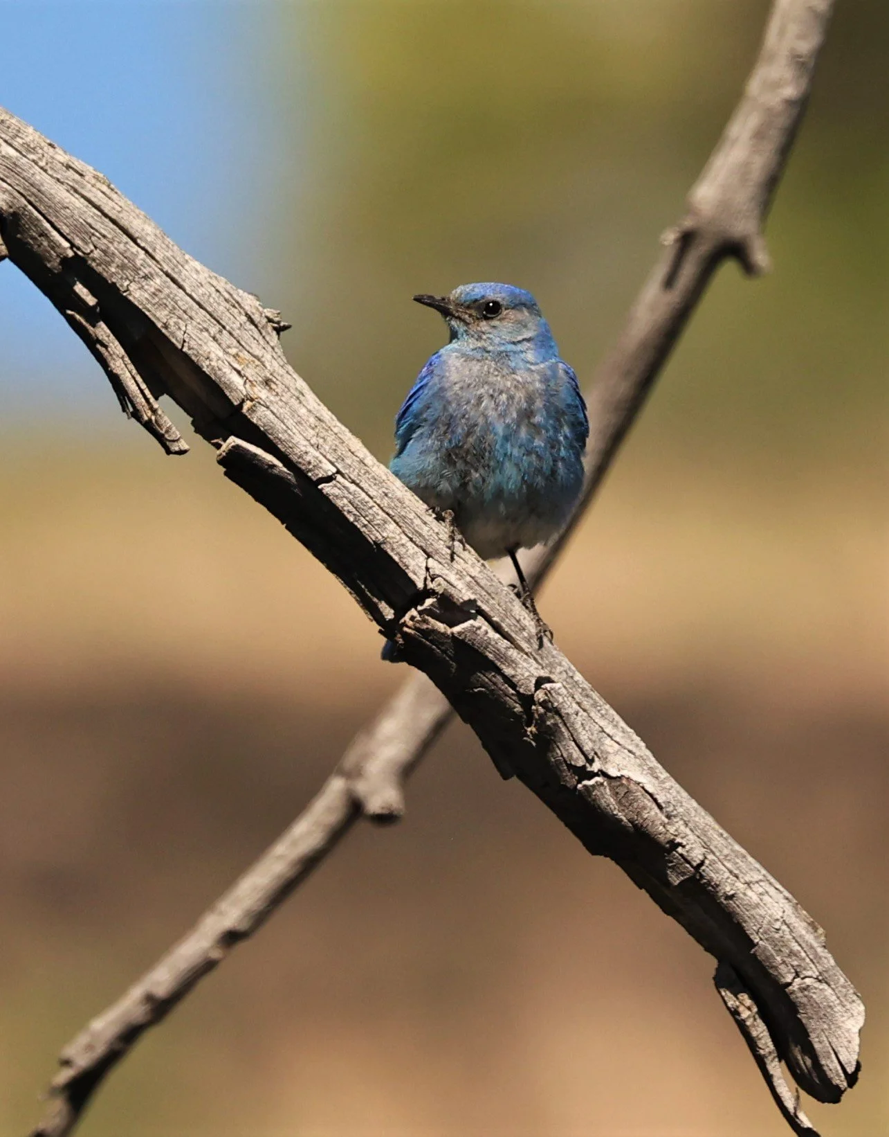 Mountain Bluebird (Sialia currucoides) Craters of the Moon NP Idaho (2).jpg