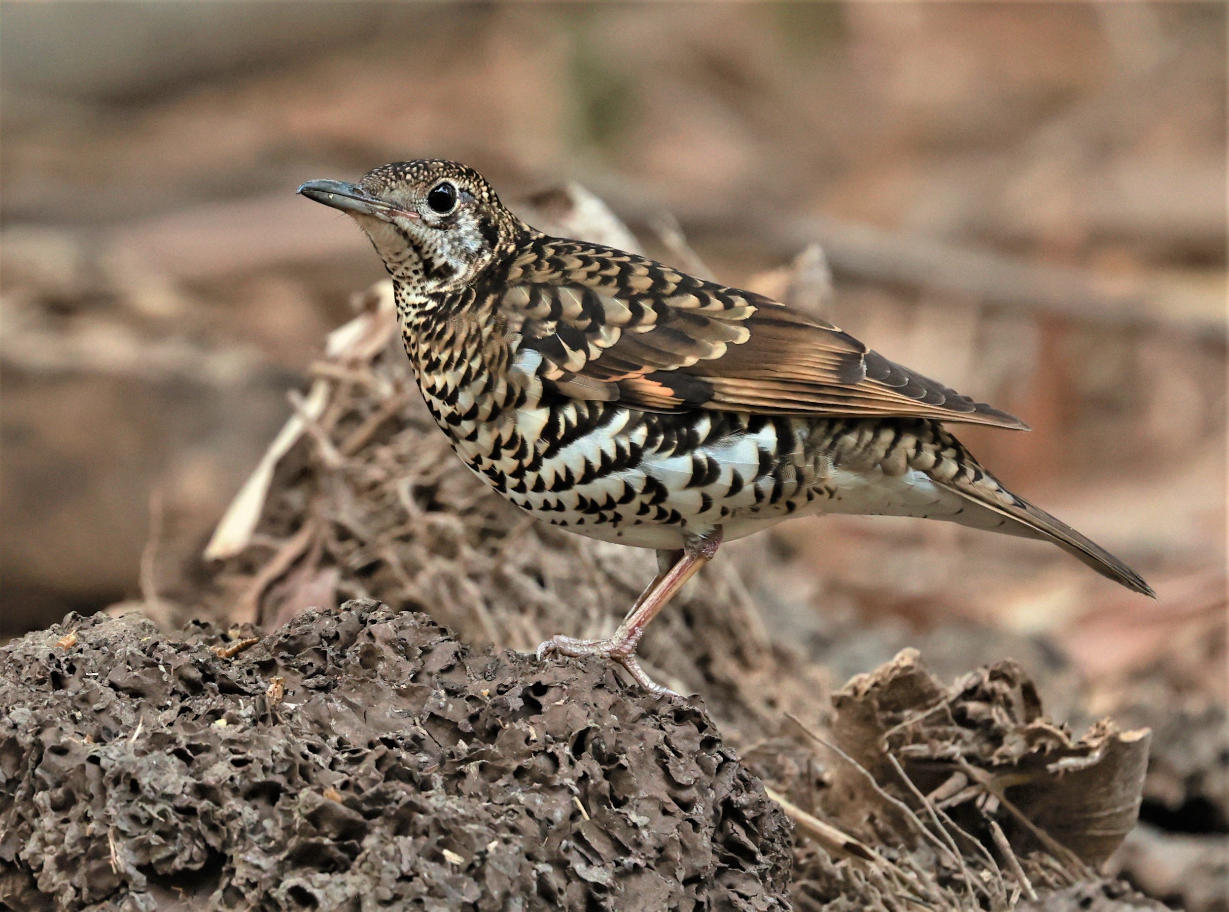 White's Thrush (Zoothera aurea) Putthamonthon Park Nakhon Pathom Thailand (136).jpg