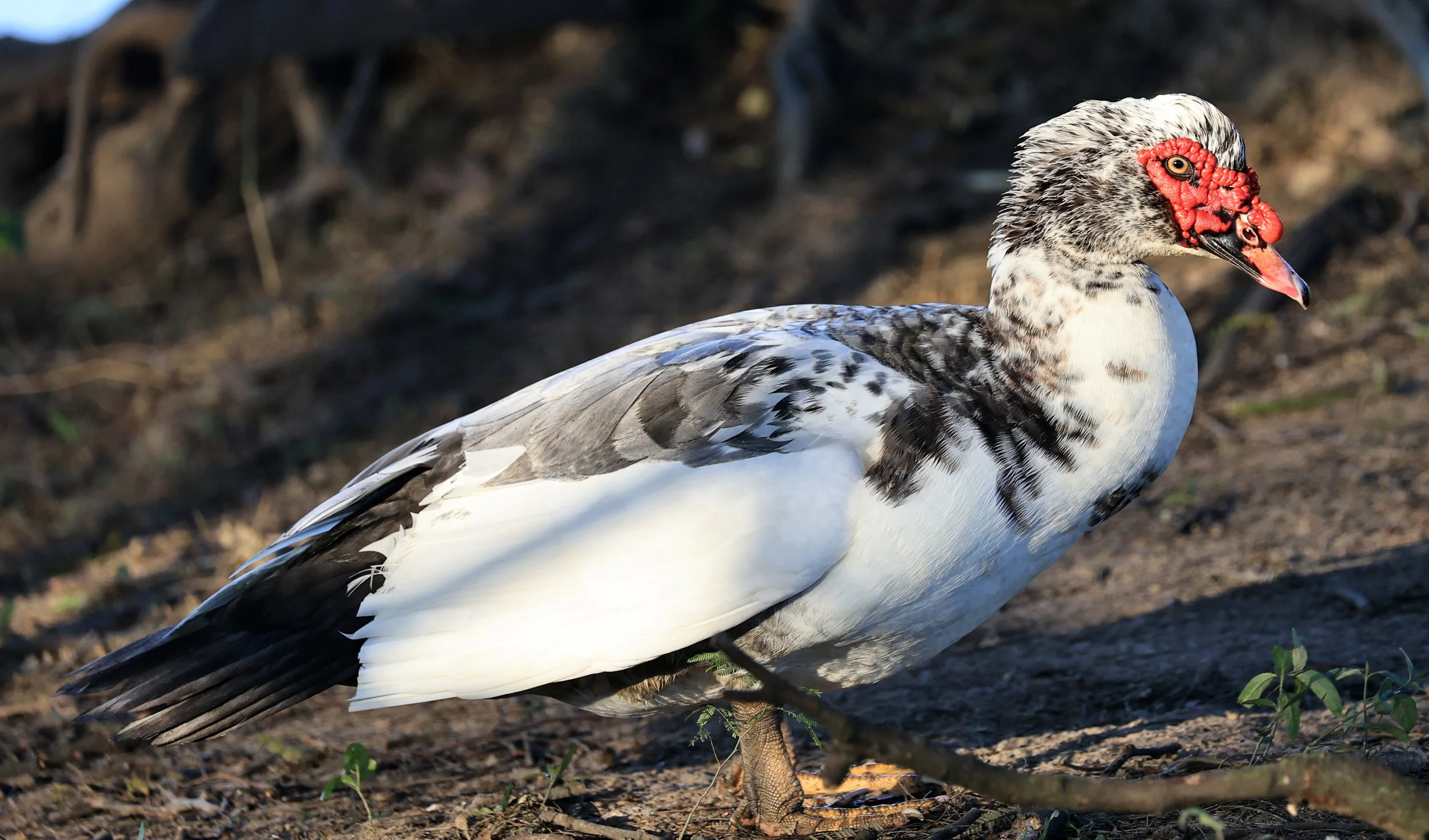 Muscovy Duck (Cairina moschata) Hotel Iparoma Campestre Paraguay
