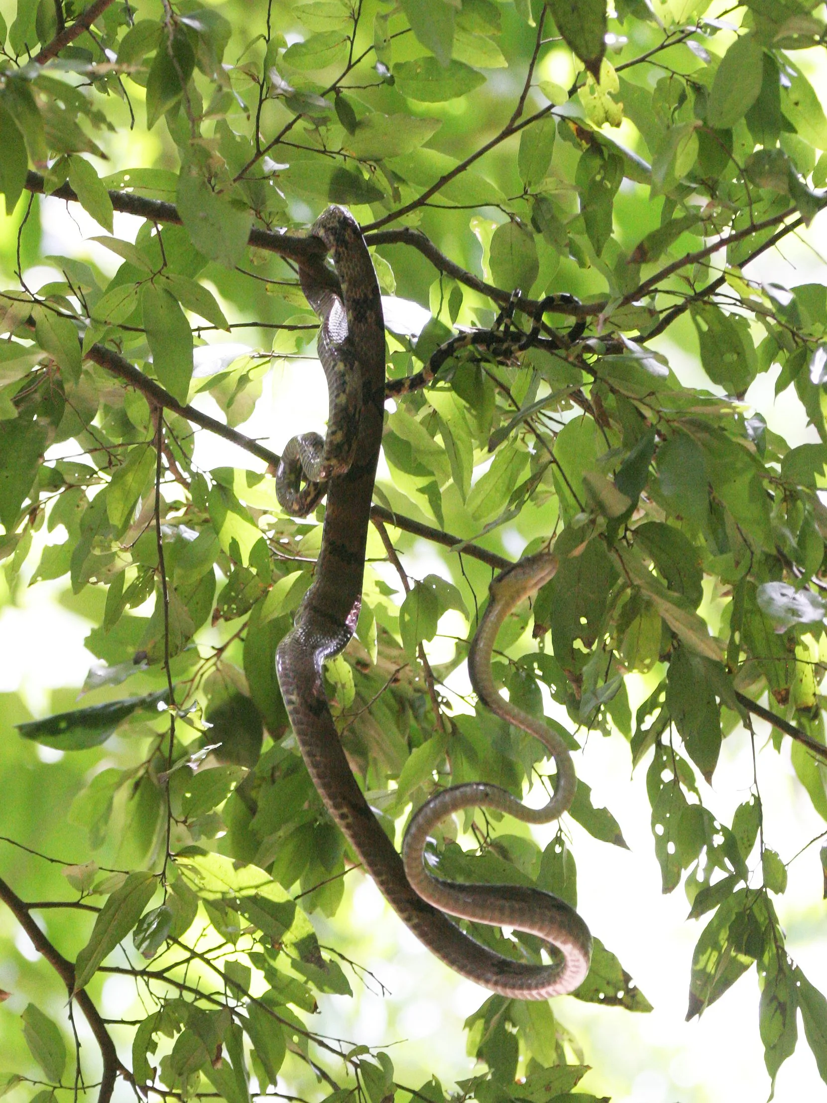 Boiga cynodon - DOG-TOOTHED CAT SNAKE - KOH LANTA NP THAILAND (19).JPG