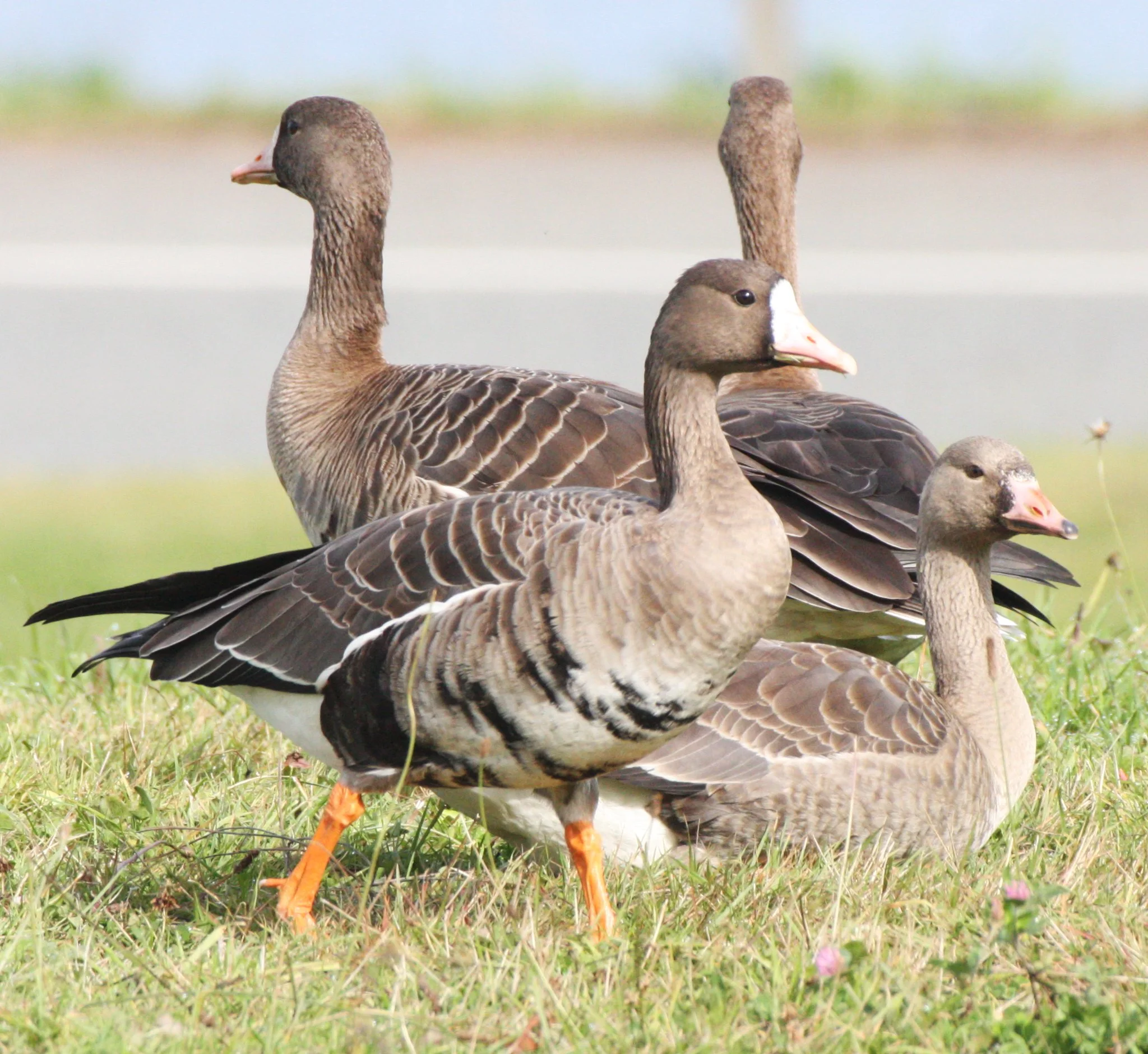 GOOSE - GREATER WHITE FRONTED - Anser albifrons - STRAIT OF JUAN DE FUCA WA (7).JPG