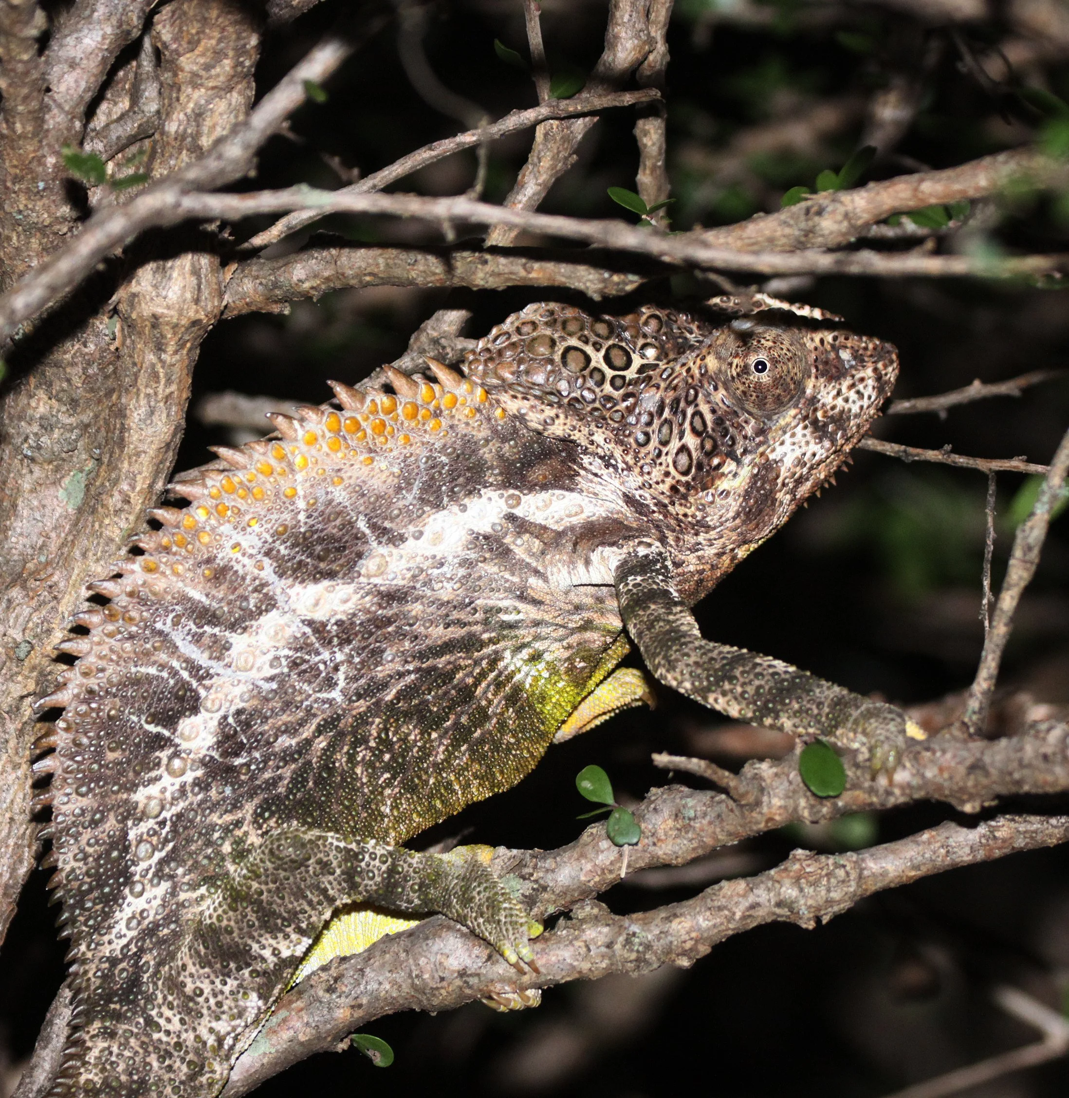 Furcifer verrucosus - MADAGASCAR WARTY CHAMELEON - BERENTY RESERVE MADAGASCAR (5).JPG