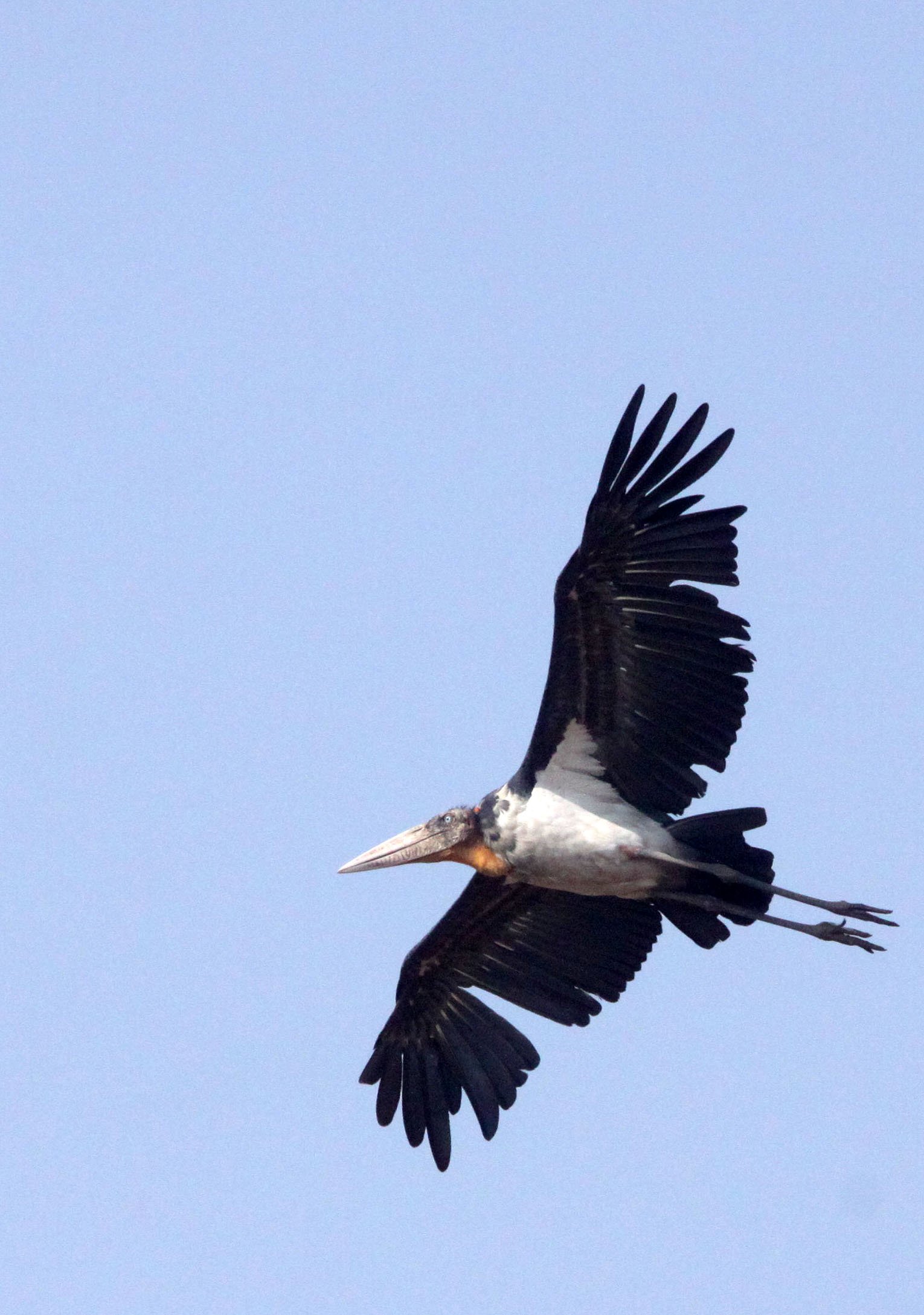 STORK - GREATER ADJUTANT STORK - Leptoptilos dubius - GUWAHATI DUMP ASSAM INDIA (15).JPG