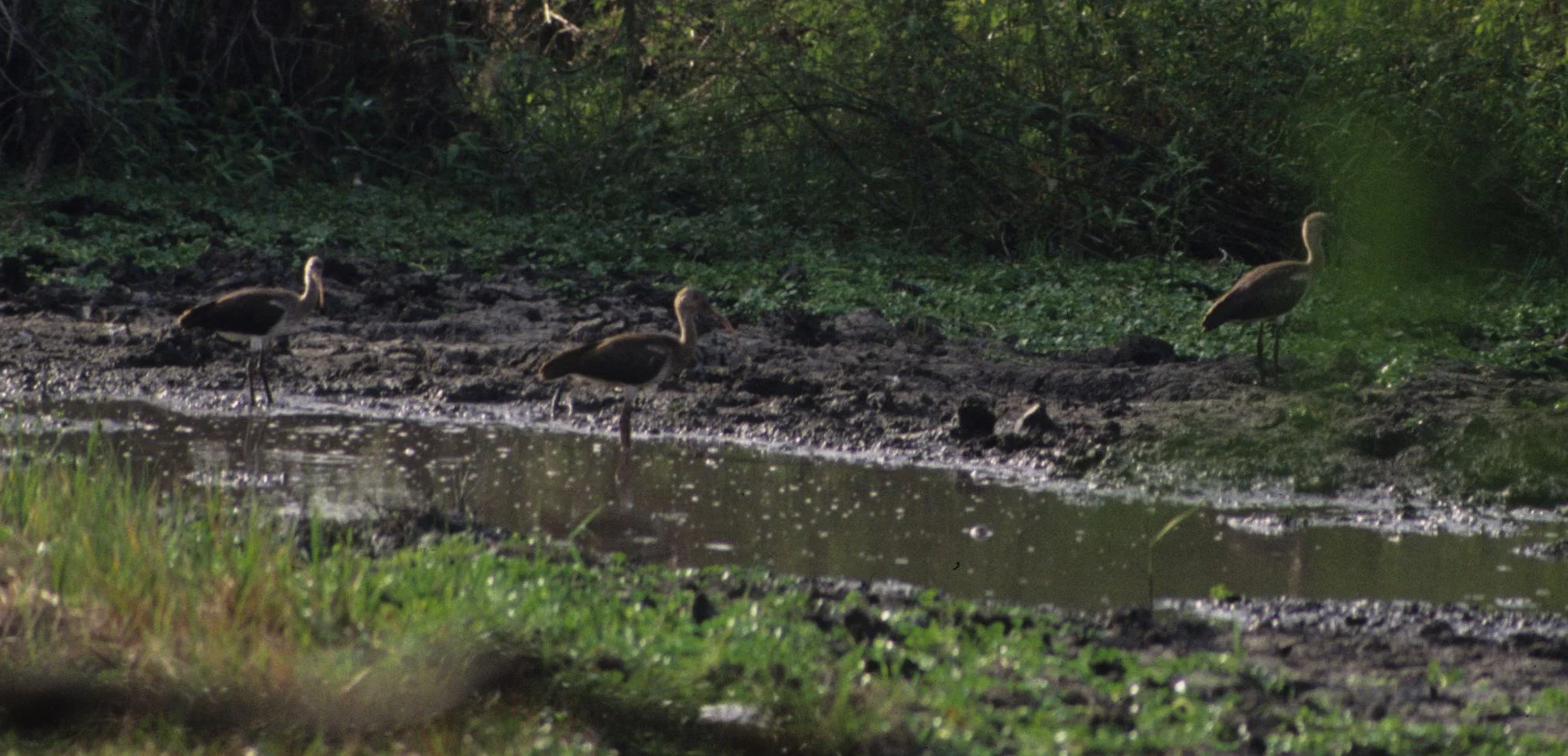 IBIS - AMERICAN WHITE IBIS - Eudocimus albus - IMMATURE - CROOKED TREE BELIZE (3).jpg