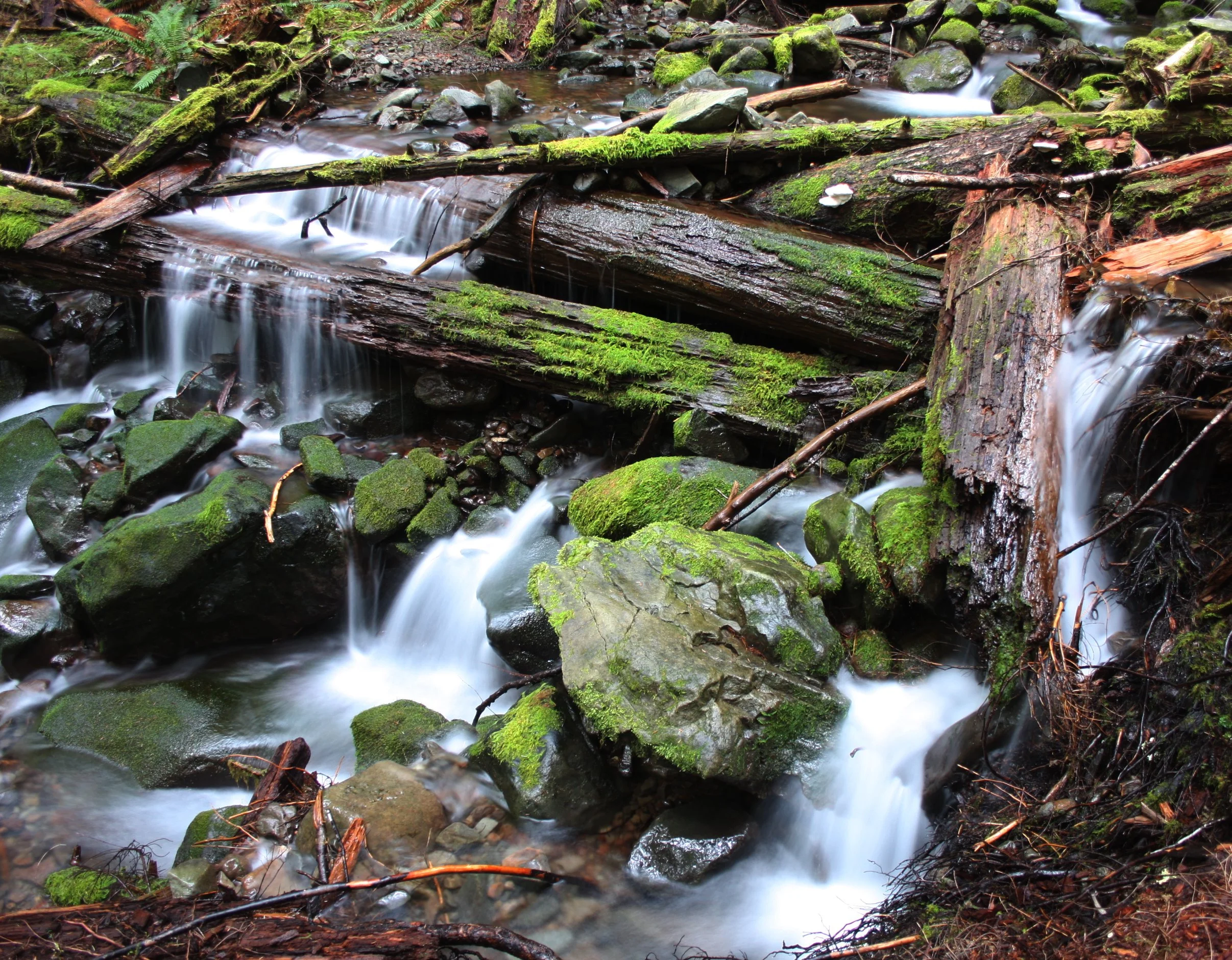 SOL DUC FALLS AND FOREST - ONP WA (105).JPG