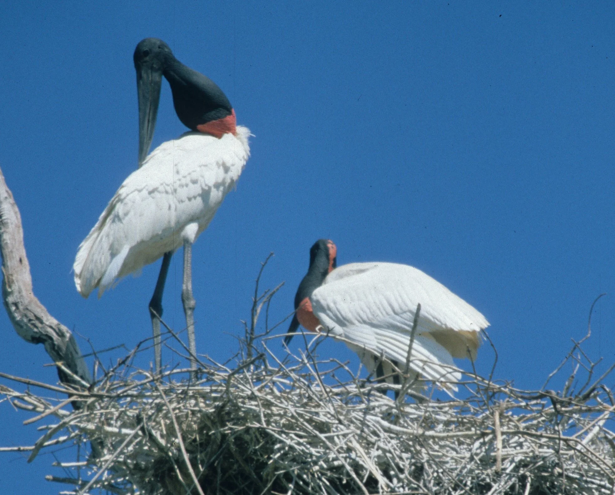 STORK - JABIRU - Jabiru mycteria - PANTANAL BRAZIL - MATTO GROSSO (21).jpg