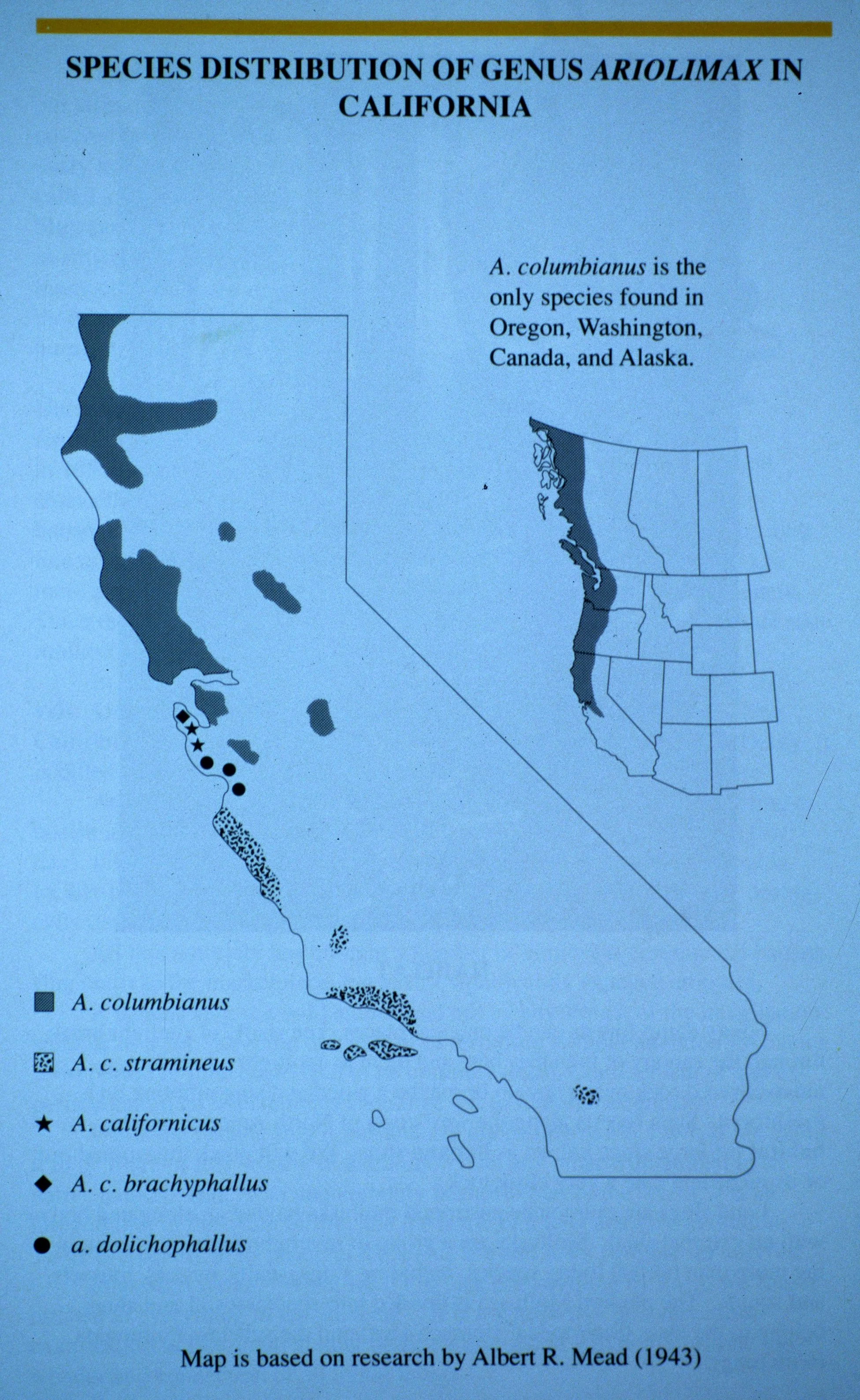 INVERTS - MOLLUSCA - BANANA SLUG A.jpg