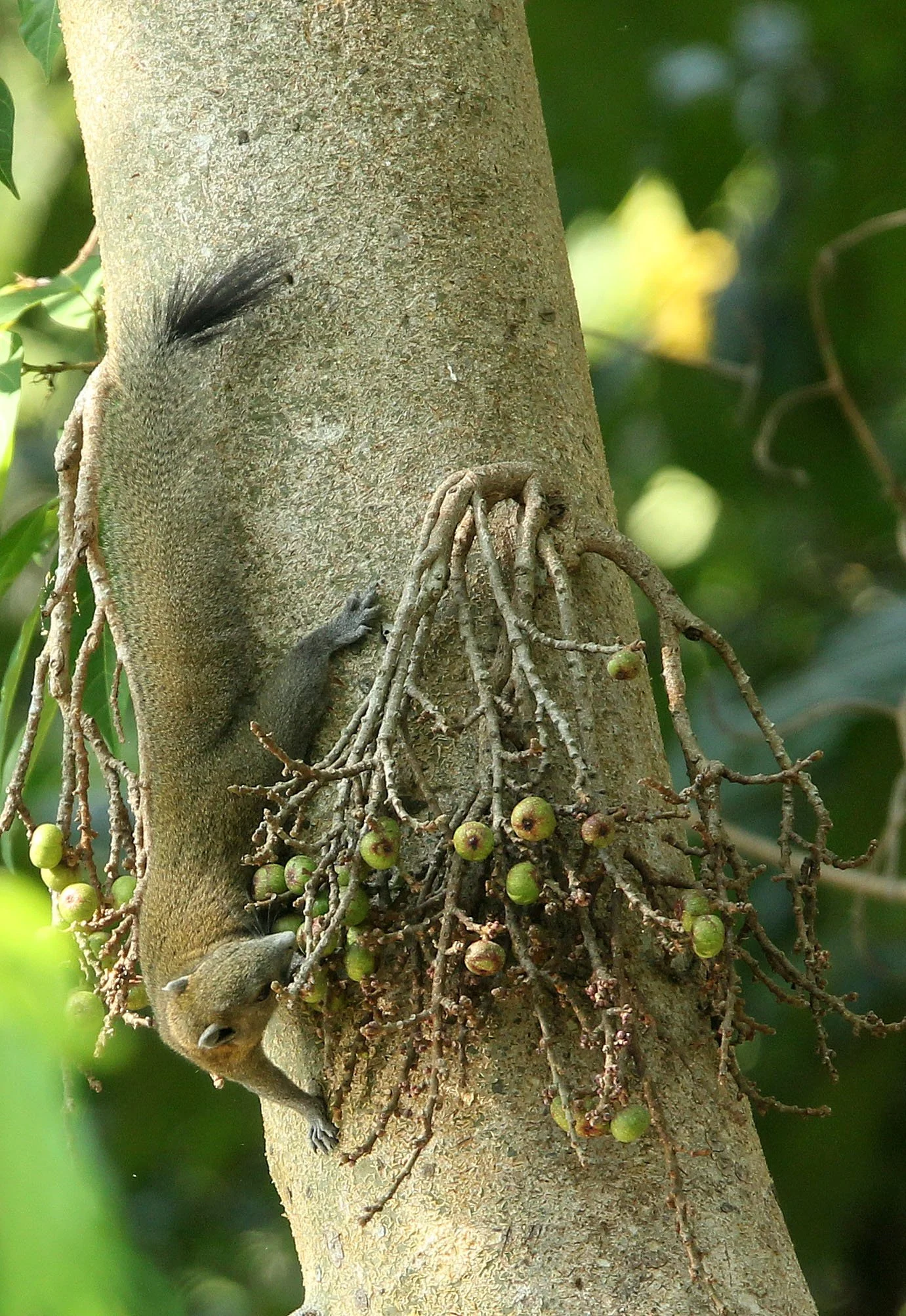 Callosciurus caniceps - GREY-BELLIED SQUIRREL - HUAI KHA KHAENG NATURE RESERVE - HEADQUARTERS - THAILAND (17).JPG