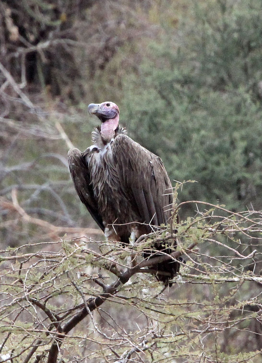 Torgos tracheliotos - LAPPET-FACED (NUBIAN) VULTURE - ETOSHA NATIONAL PARK NAMIBIA (5).JPG