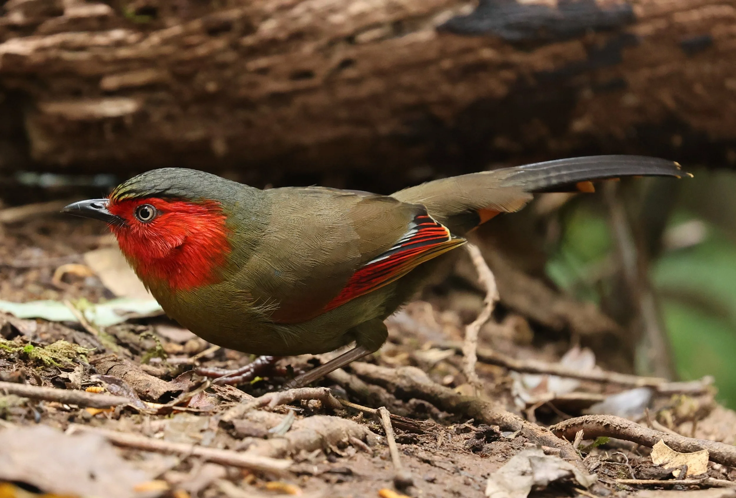 LIOCICHLA - SCARLET-FACED LIOCICHLA - Liocichla ripponi - DOI PHA HOM POK NP DOI LANG EAST FEB 2022 (95).jpg