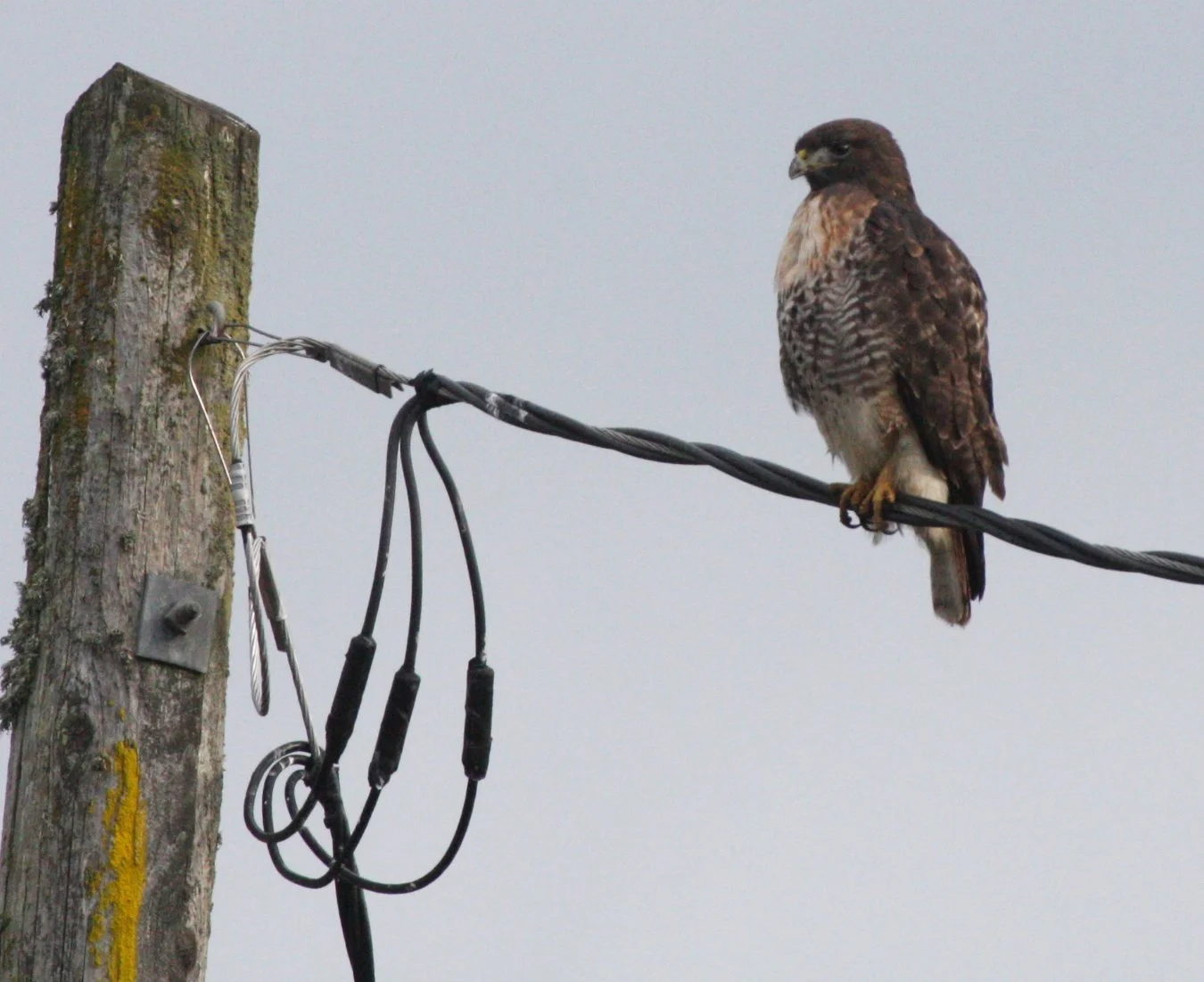 Buteo jamaicensis - RED-TAILED HAWK - JAMESTOWN WA (37).JPG