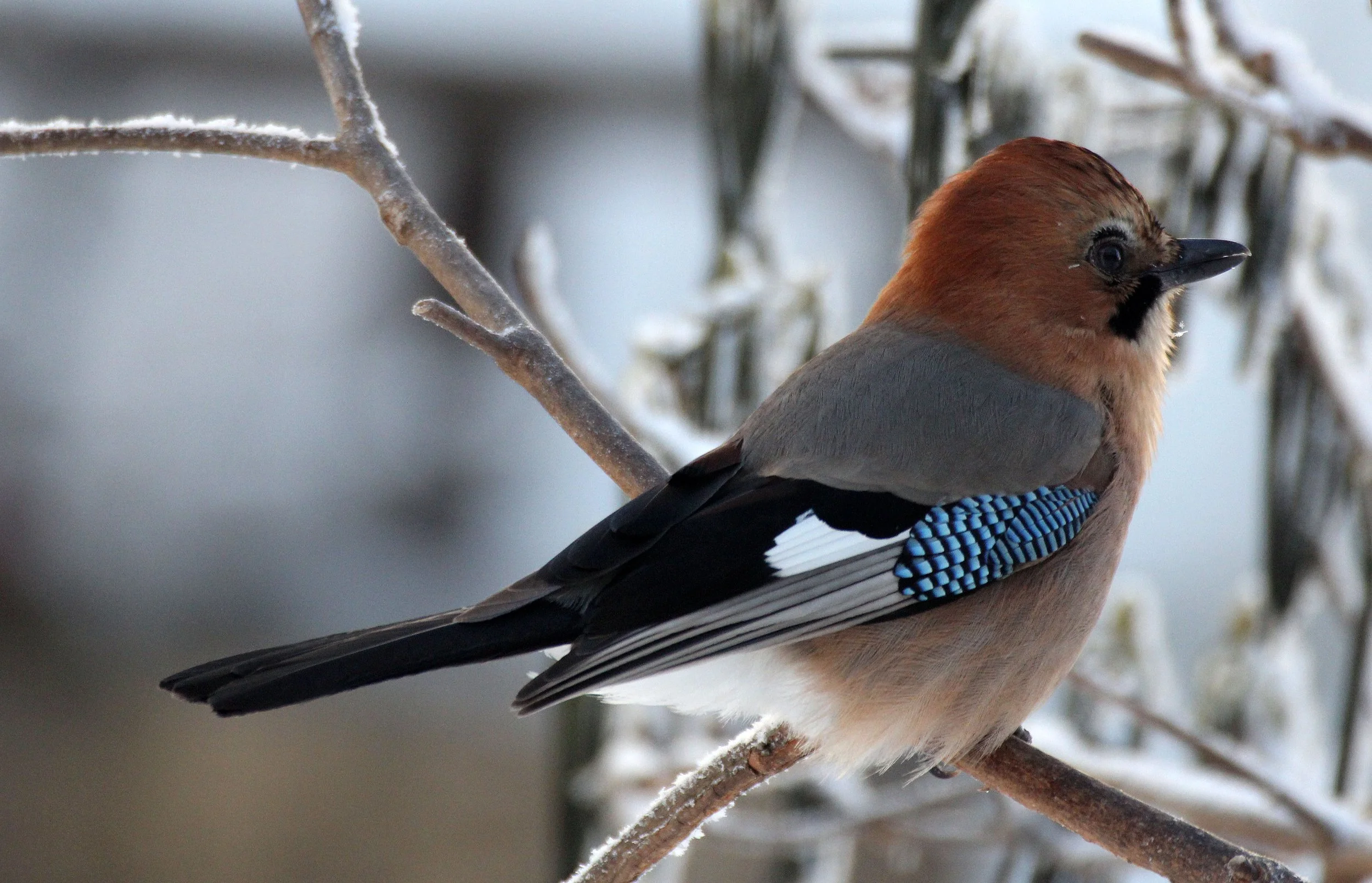 BIRD - JAY - EURASIAN JAY - YOROUSHI ONSEN DAIICHI LODGE, HOKKAIDO JAPAN (29).JPG