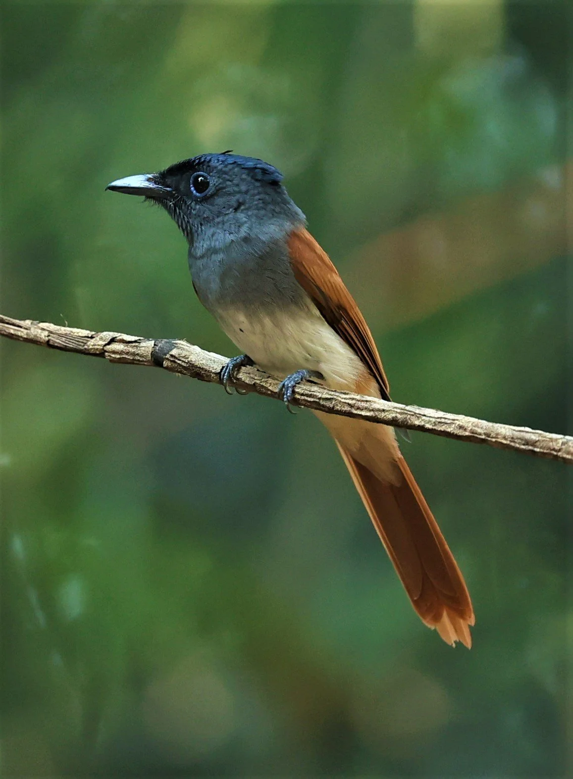 PARADISE-FLYCATCHER - BLYTH'S PARADISE-FLYCATCHER - Terpsiphone affinis - WAT THAM PRATHUM CHONBURI JAN 30 2022 (66).jpg