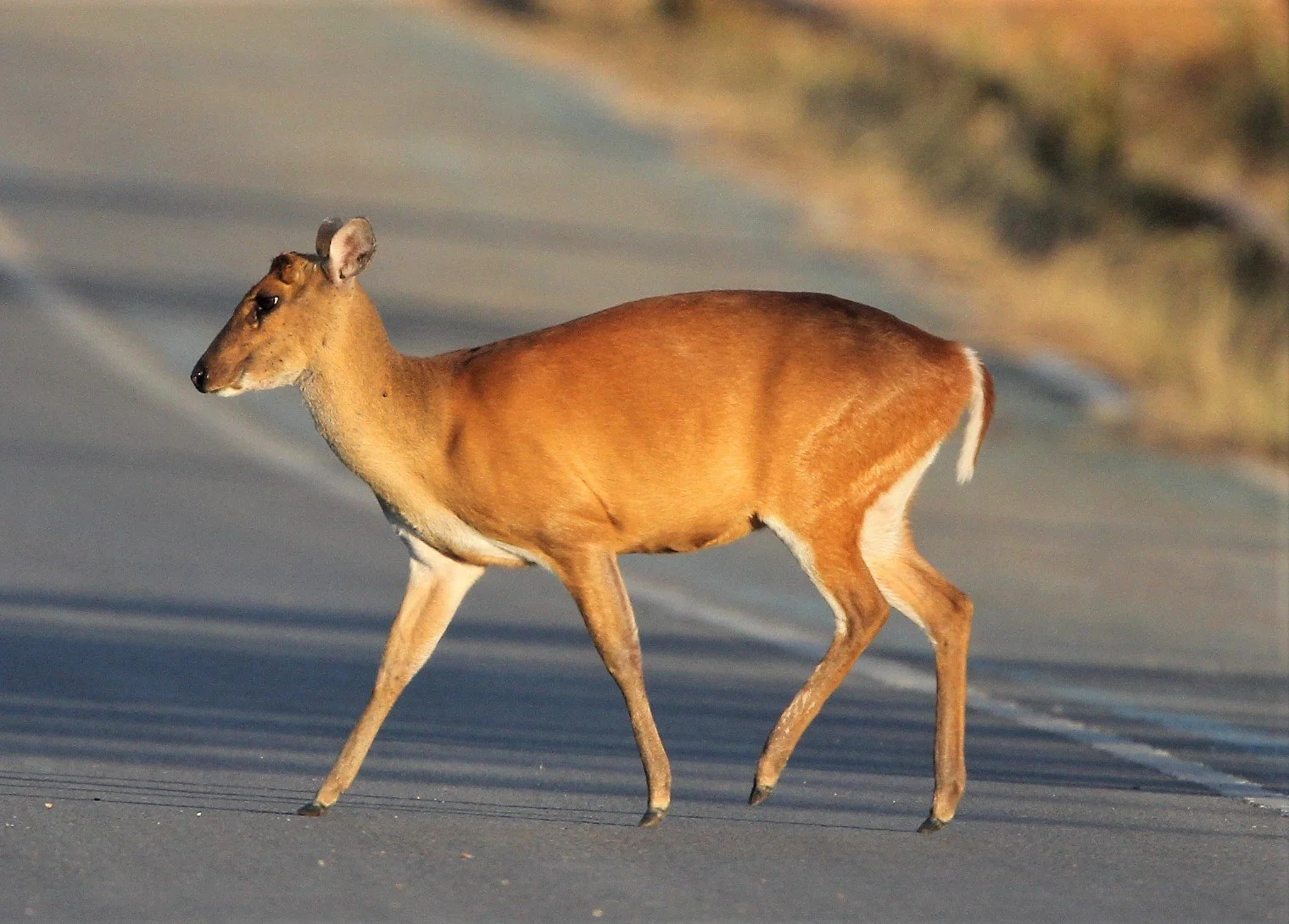 They are commonly seen in the public areas 