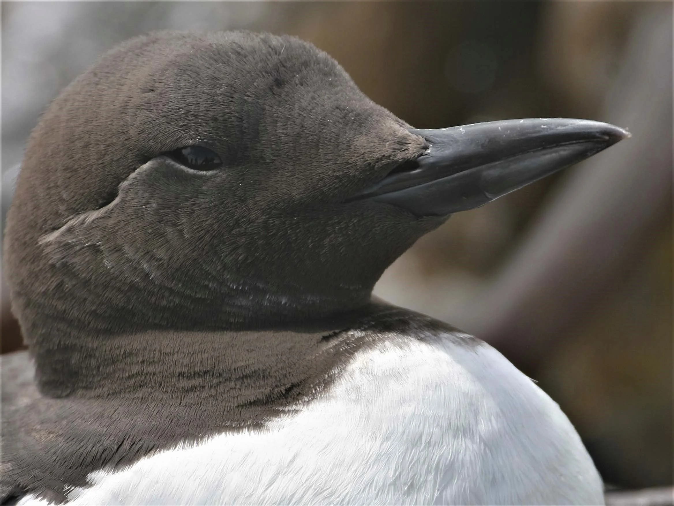 Uria aalge - COMMON MURRE - FRESHWATER BAY aa2.jpg