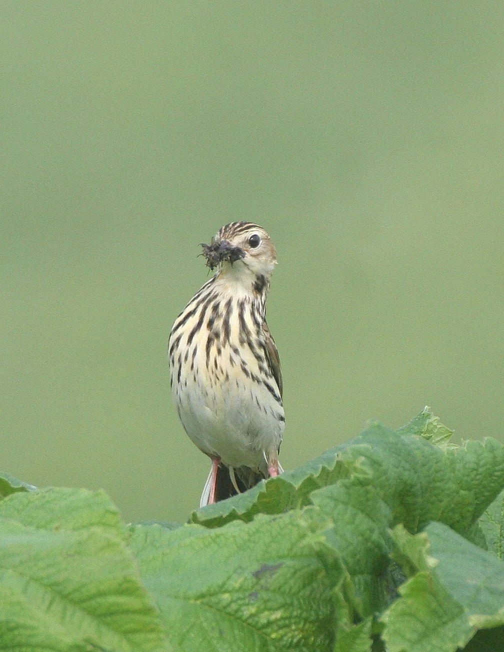 Red-throated Pipit (Anthus cervinus) COMMANDER ISLANDS Russia (7).jpg