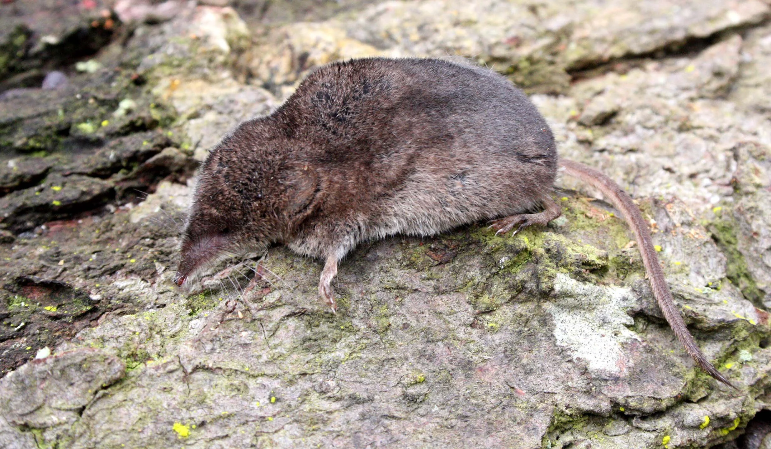 INSECTIVORE - SHREW - TROWBRIDGE'S SHREW - SOREX TROWBRIDGII - LAKE FARM TRAILS WASHINGTON (5).JPG
