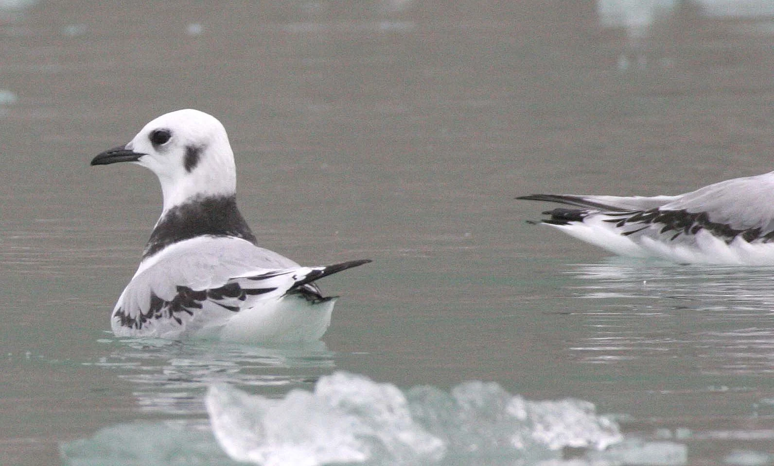 BIRD - KITTIWAKE - BLACK-LEGGED - SVALBARD (32).jpg