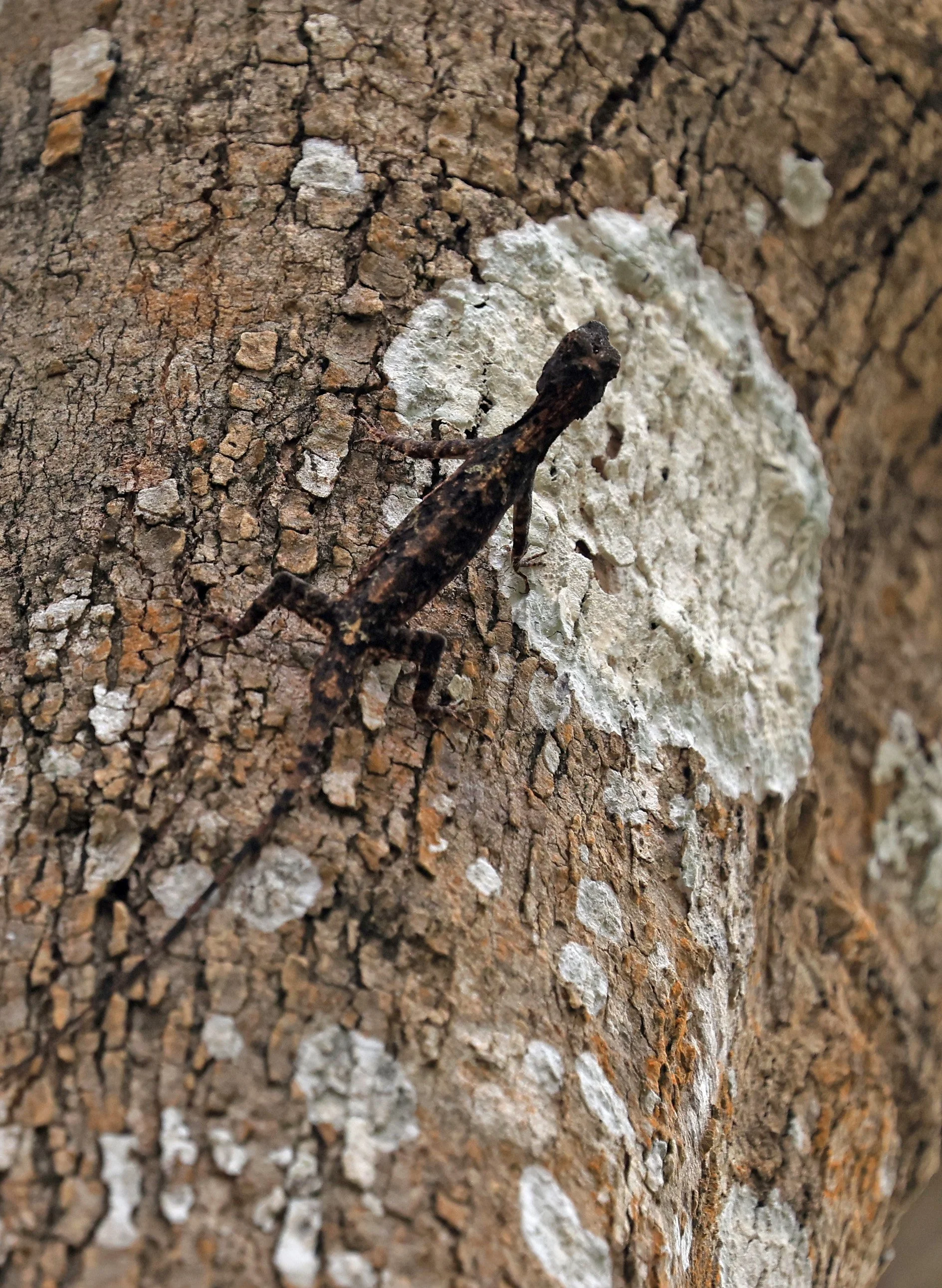 Spotted Flying Dragon (Draco maculatus) Khao Yai National Park Feb 2026 Day 2 (2).jpg