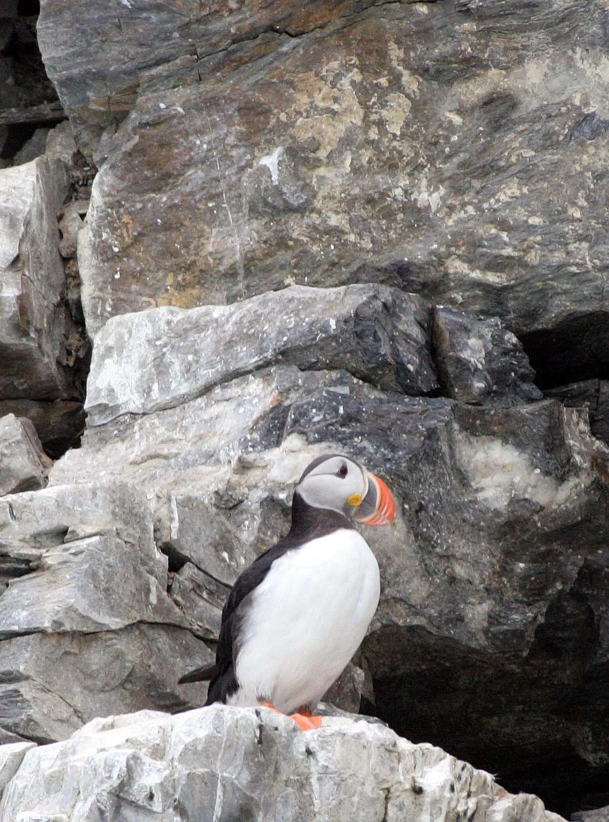 Fratercula arctica - ATLANTIC PUFFIN - SVALBARD (65).jpg