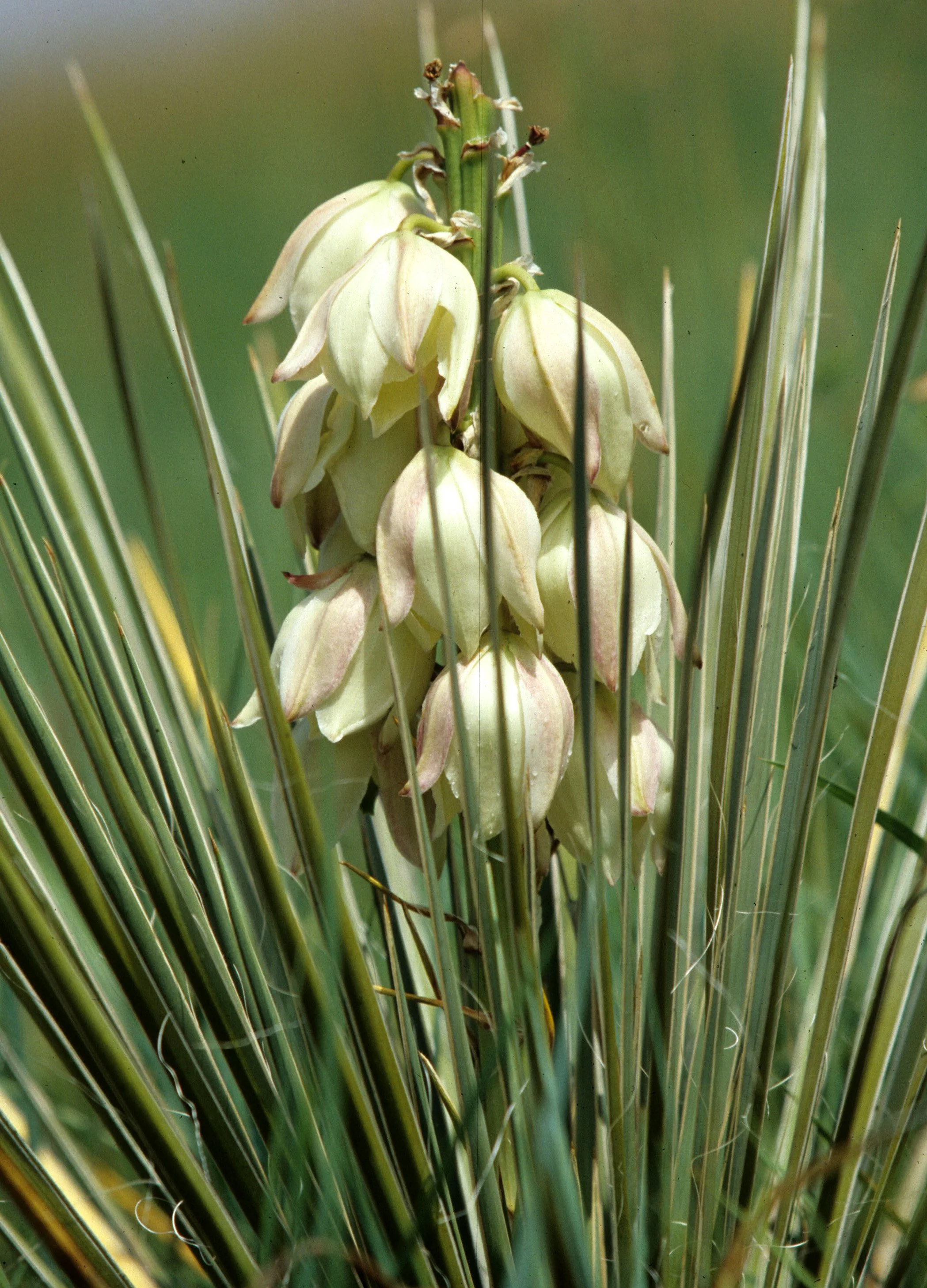 ANZA BORREGO AREA - YUCCA SPECIES.jpg