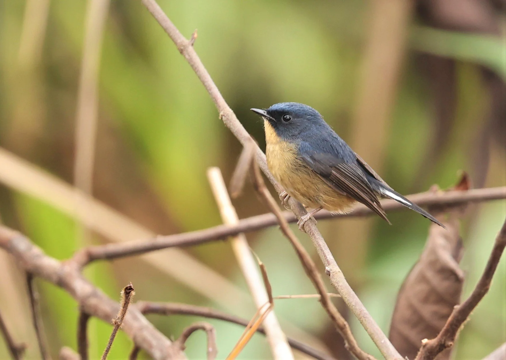 FLYCATCHER - SLATY-BLUE FLYCATCHER - Ficedula tricolor - DOI LANG WEST, DOI PHA HOM POK NP, CHIANG MAI DEC 2021 (35).jpg