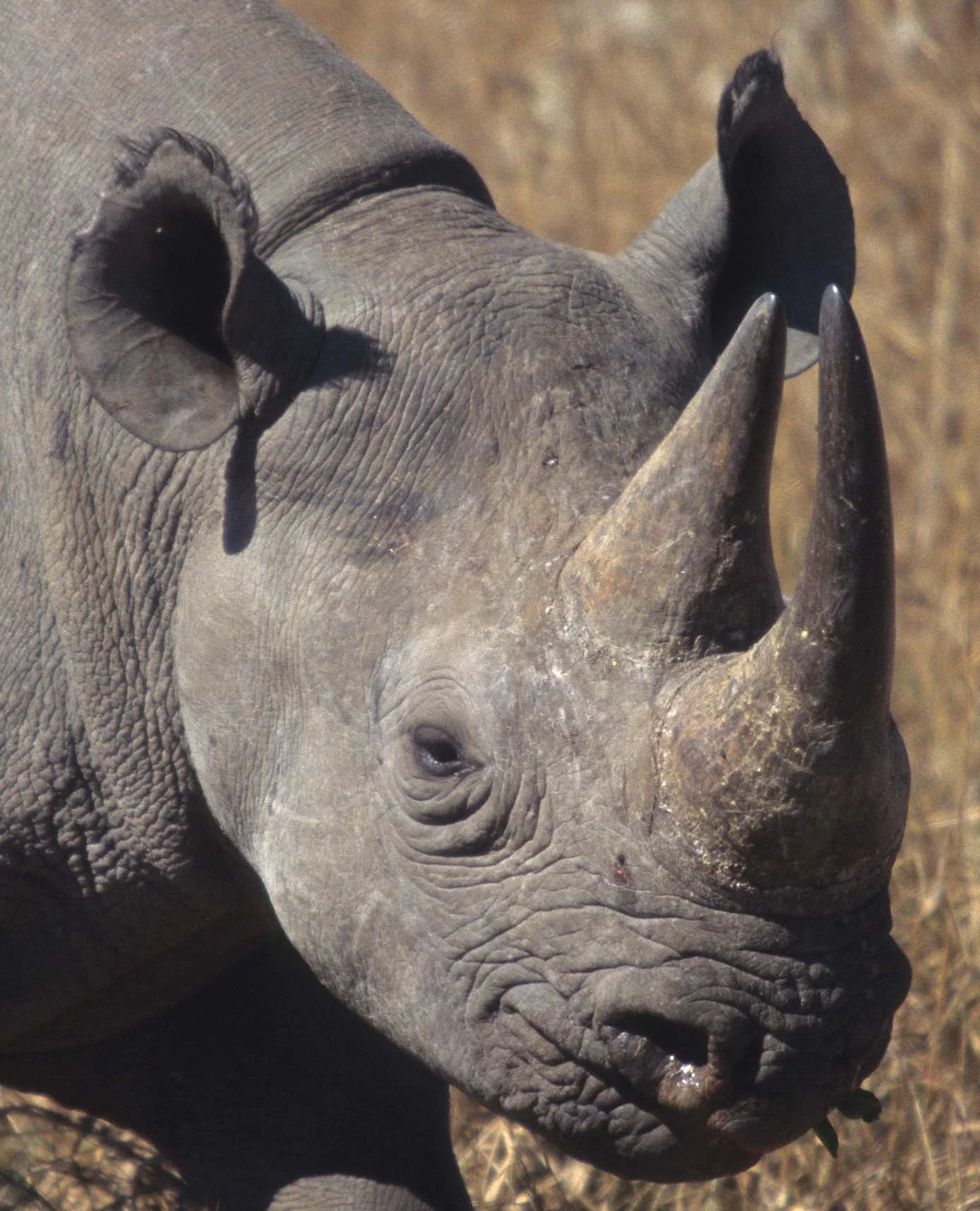 RHINO- BLACK - ZIMBABWE 4A.jpg