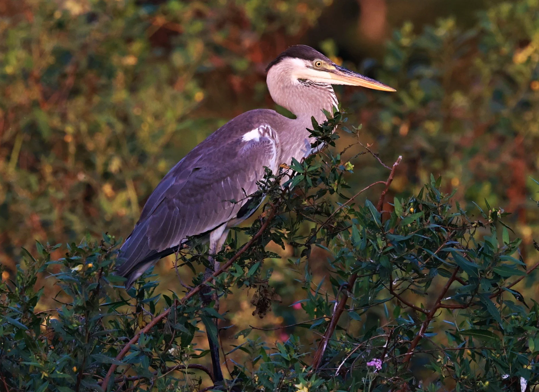 Heron - Cocoi Heron - Ardea cocoi - Pantanal, Encontro das Águas State Park, Porto Jofre, Cuiaba River, Brazil (14).JPG