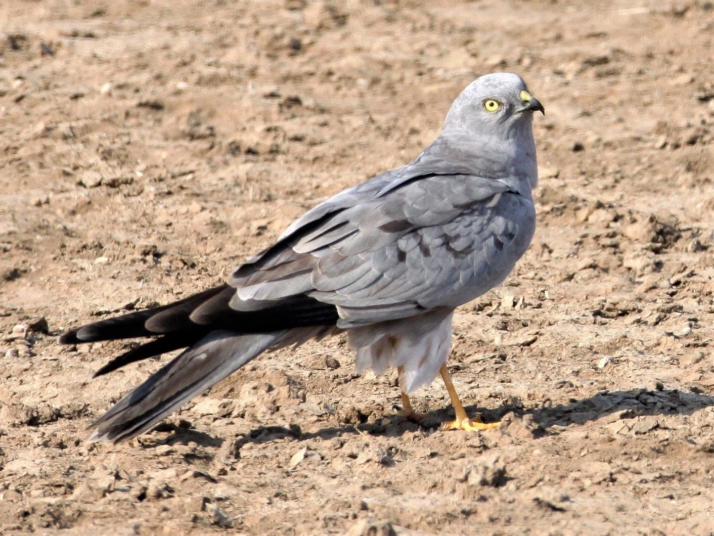 Circus pygargus - MONTAGU'S HARRIER - BLACKBUCK NATIONAL PARK INDIA aa.jpg