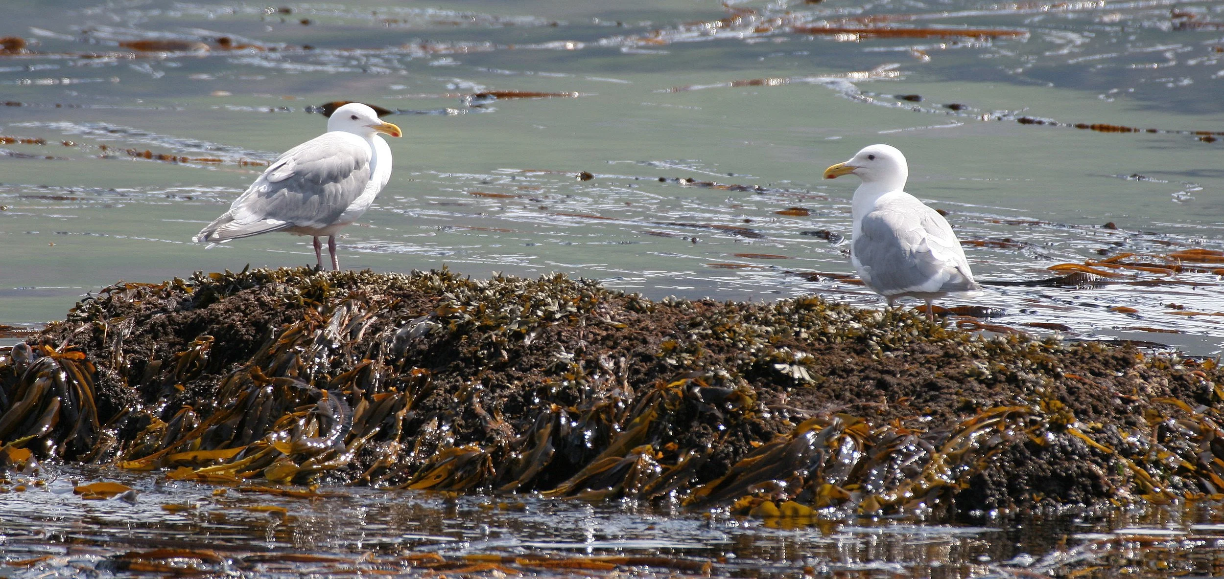 BIRD - GULL - GLAUCOUS - COMMANDERS SUBSPECIES (4).jpg