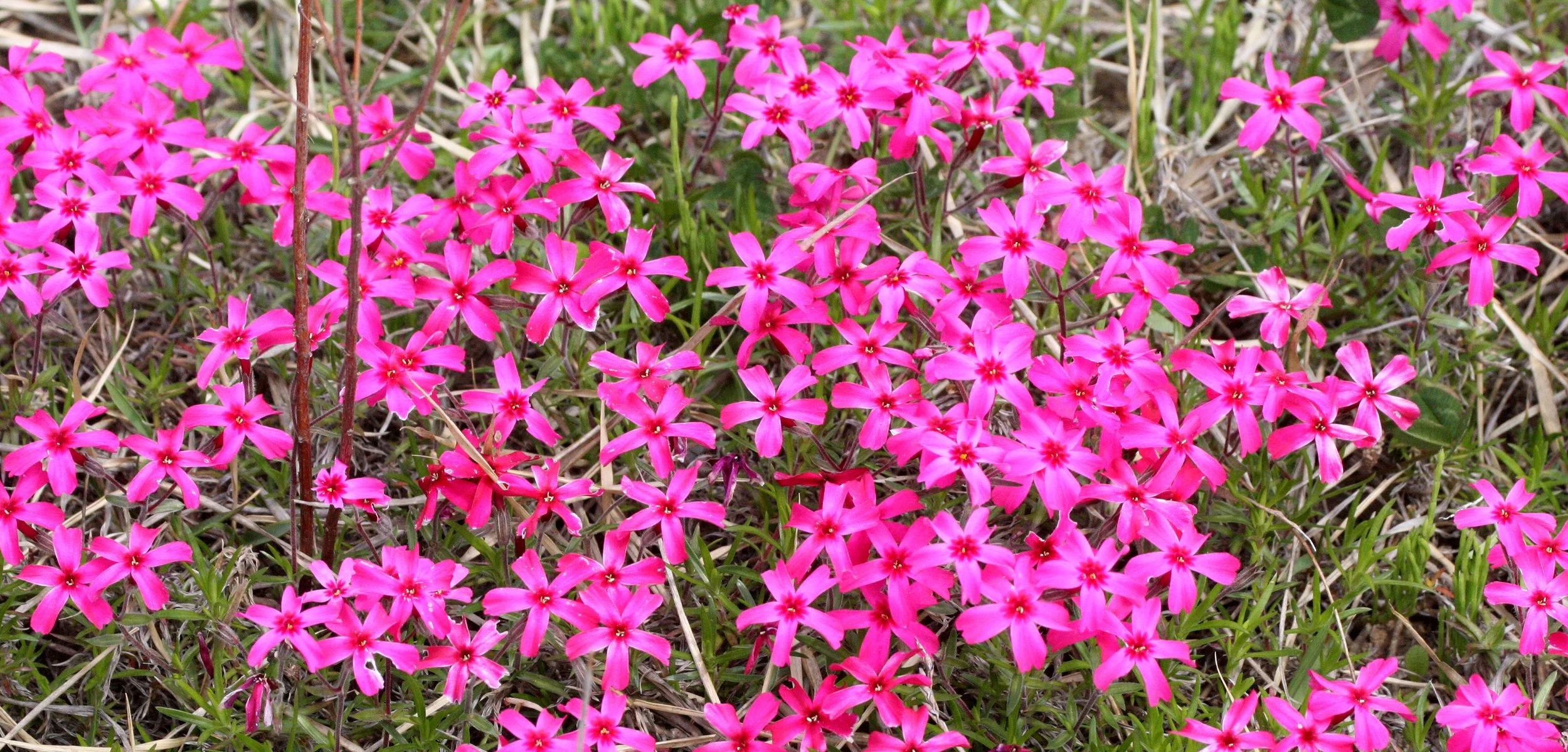 PLANT SPECIES - SHIMOKITA PENINSULA JAPAN.JPG