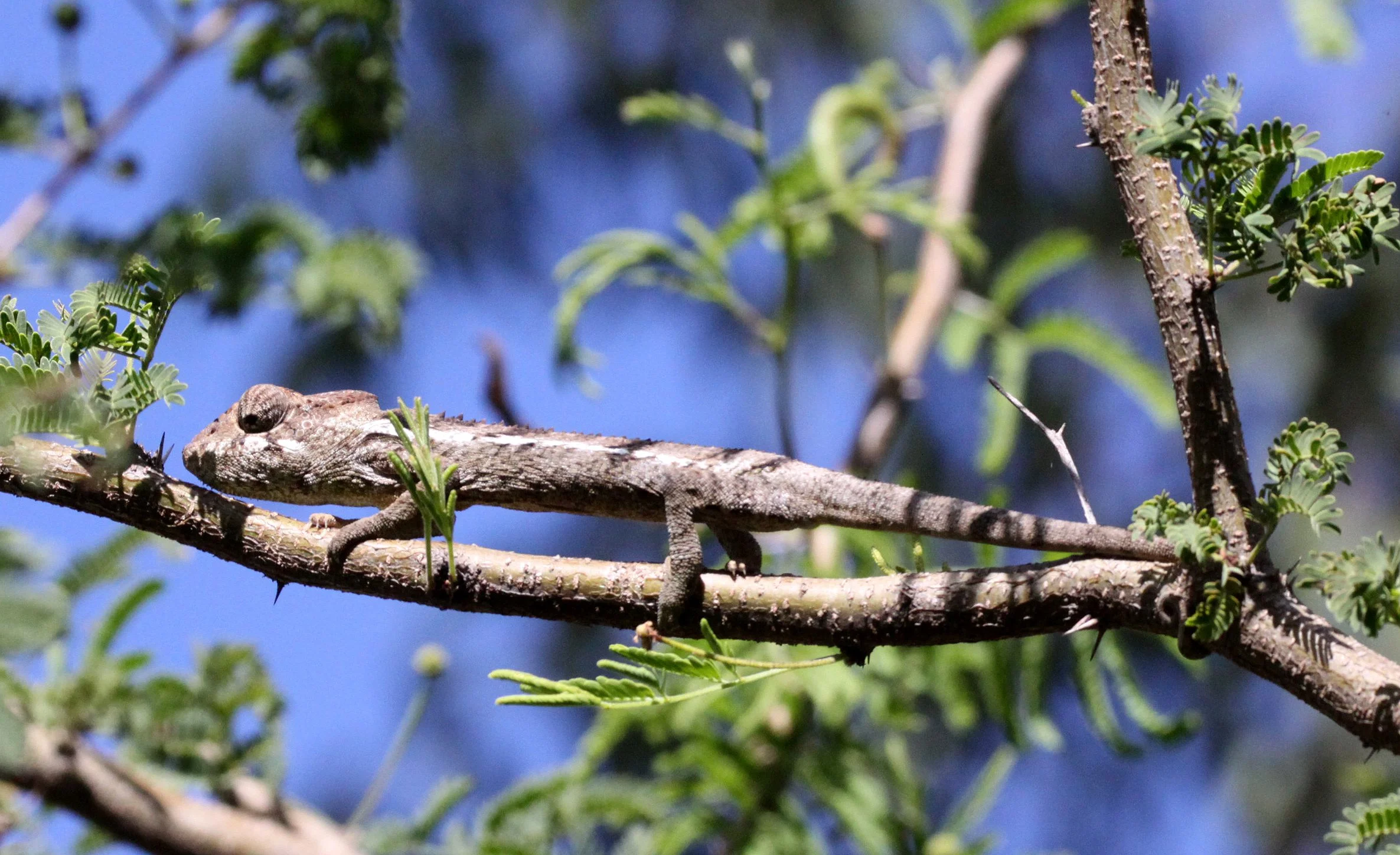 Giant or Oustalet's Chameleon (Furcifer oustaleti) Berenty, Madagascar