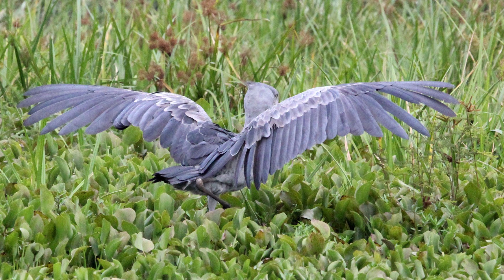 BIRD - STORK - SHOEBILL STORK - MURCHISON FALLS NATIONAL PARK UGANDA (69).JPG