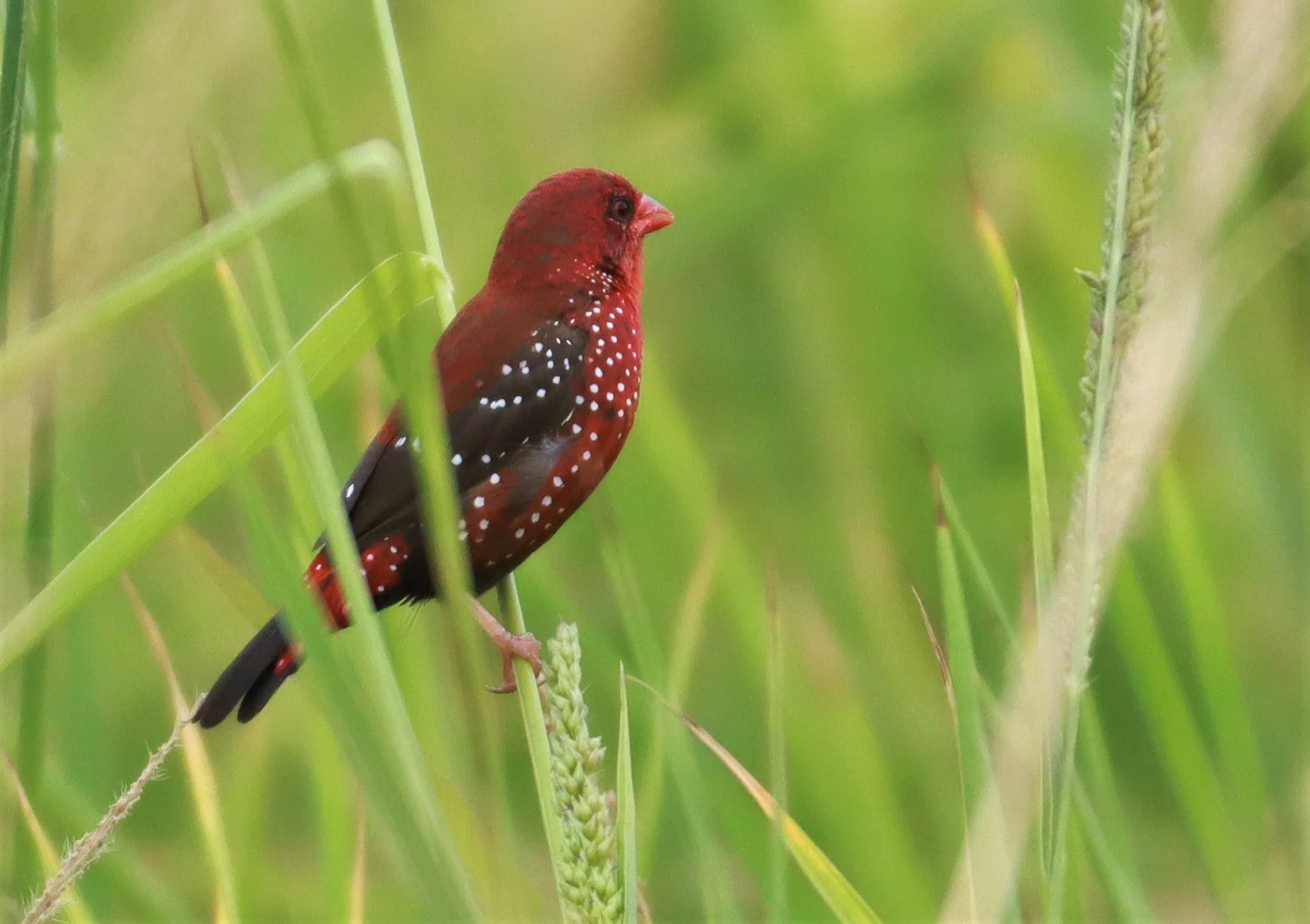 RED AVADAVAT - Amandava amandava - LAD KRABANG  THAP YAO RICE FIELDS AUGUST 14 2021 (98).jpg